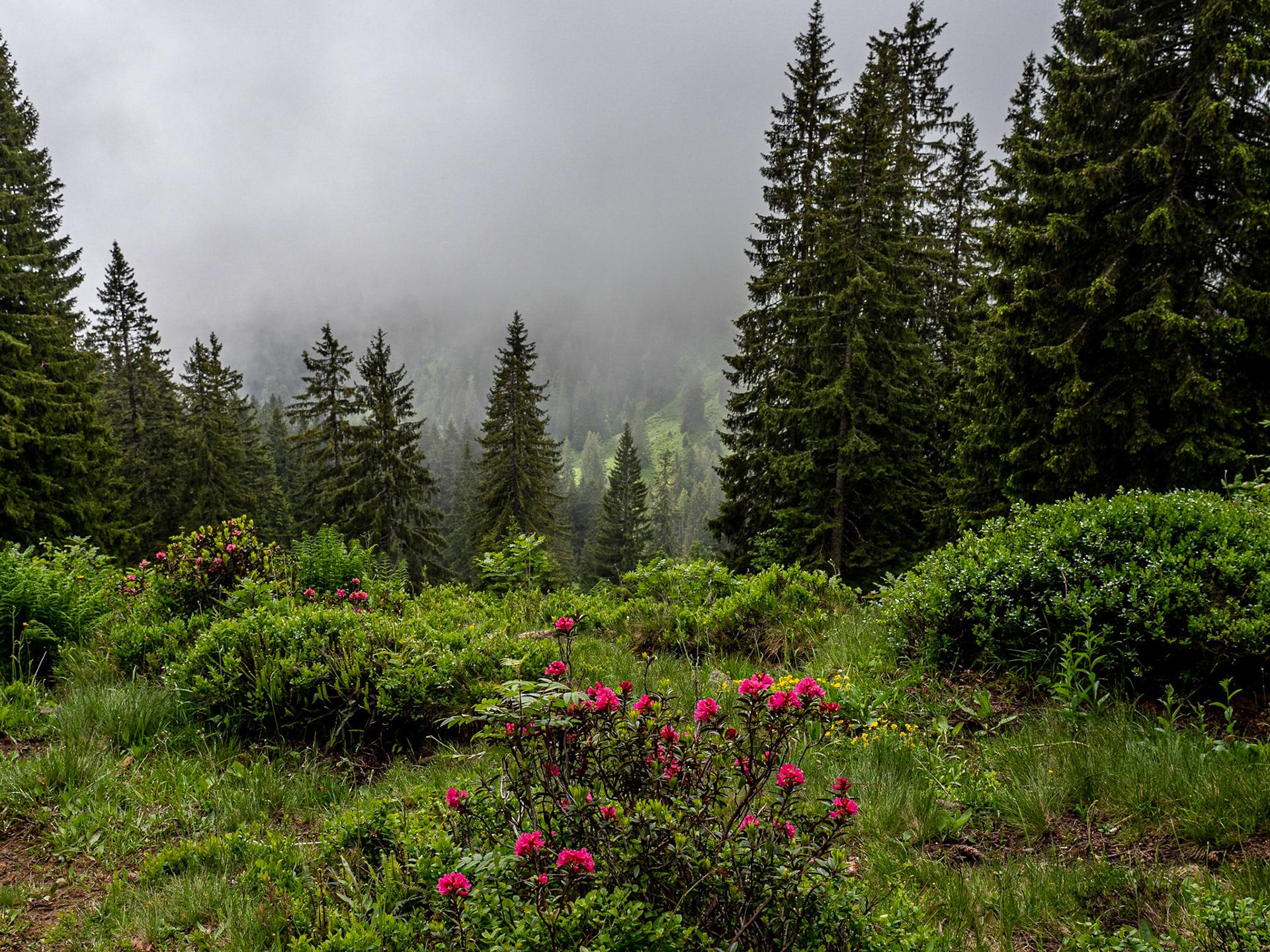 Bei eher schlechtem Wetter und anfangs sehr schlechter Sicht, eine durchaus reizvolle und leichte Wanderung mit schöner Aussicht