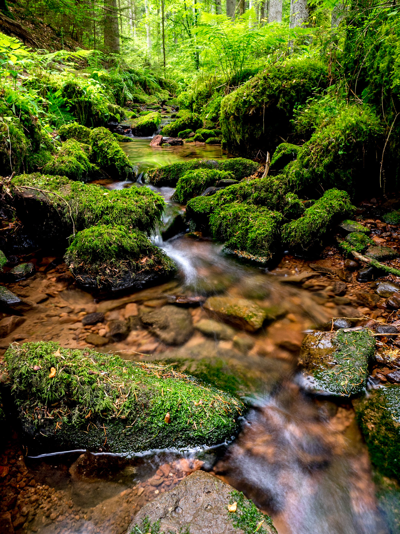 Rötelbach Schwarzwald