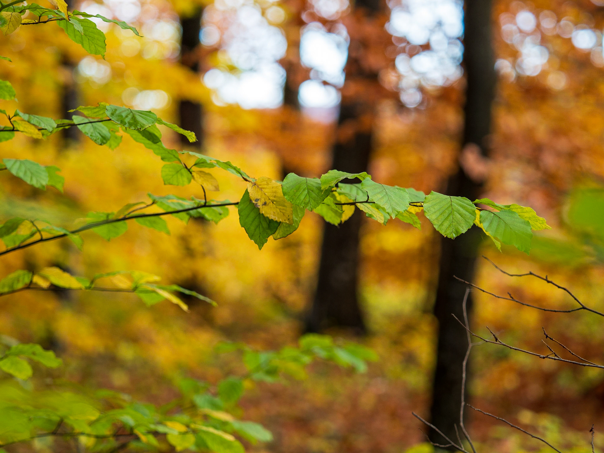 Rund um den Hohenneuffen