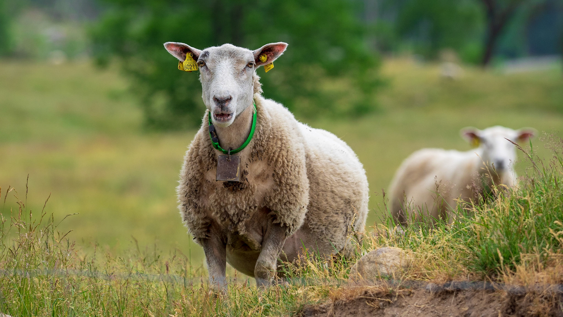 Schafe gibt es natürlich überall

Sheep wherever you go