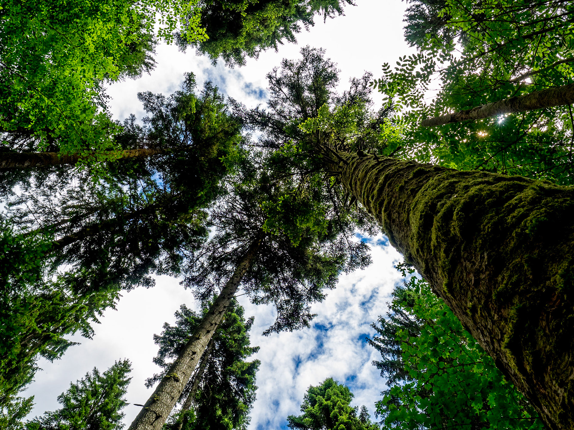 Rötelbach Schwarzwald