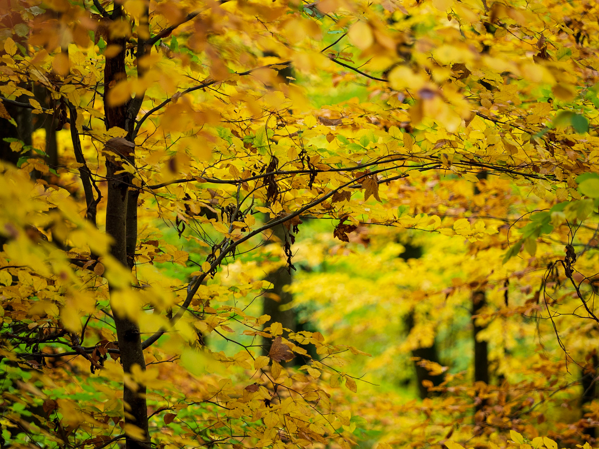 Rund um den Hohenneuffen