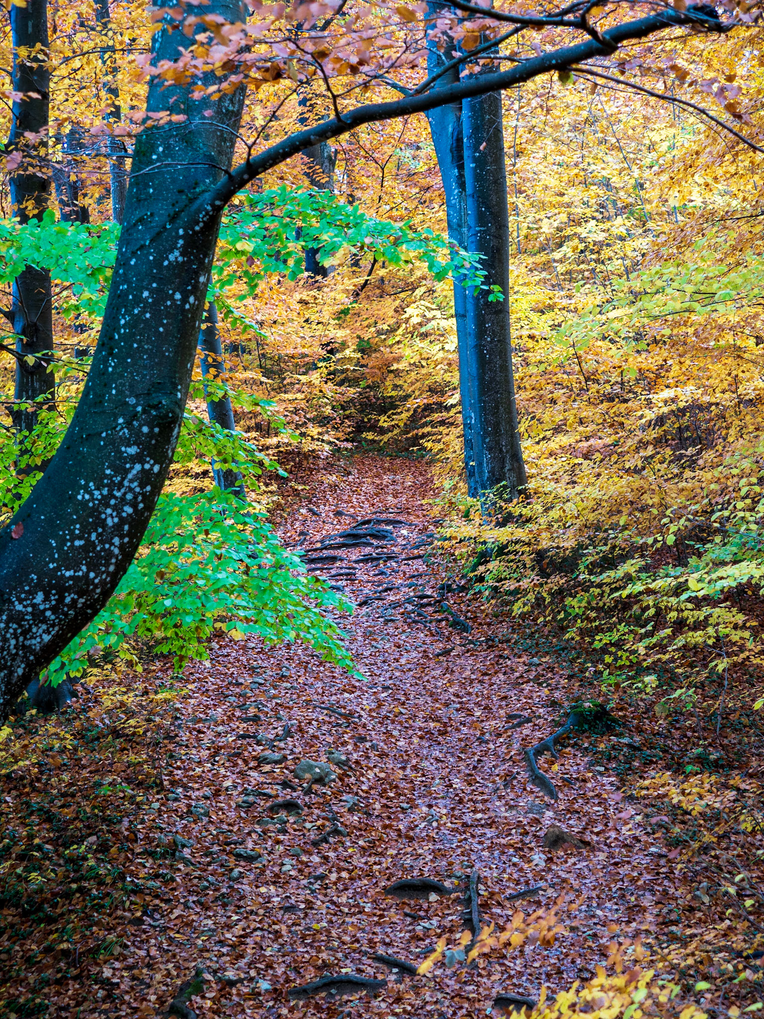 Rund um den Hohenneuffen