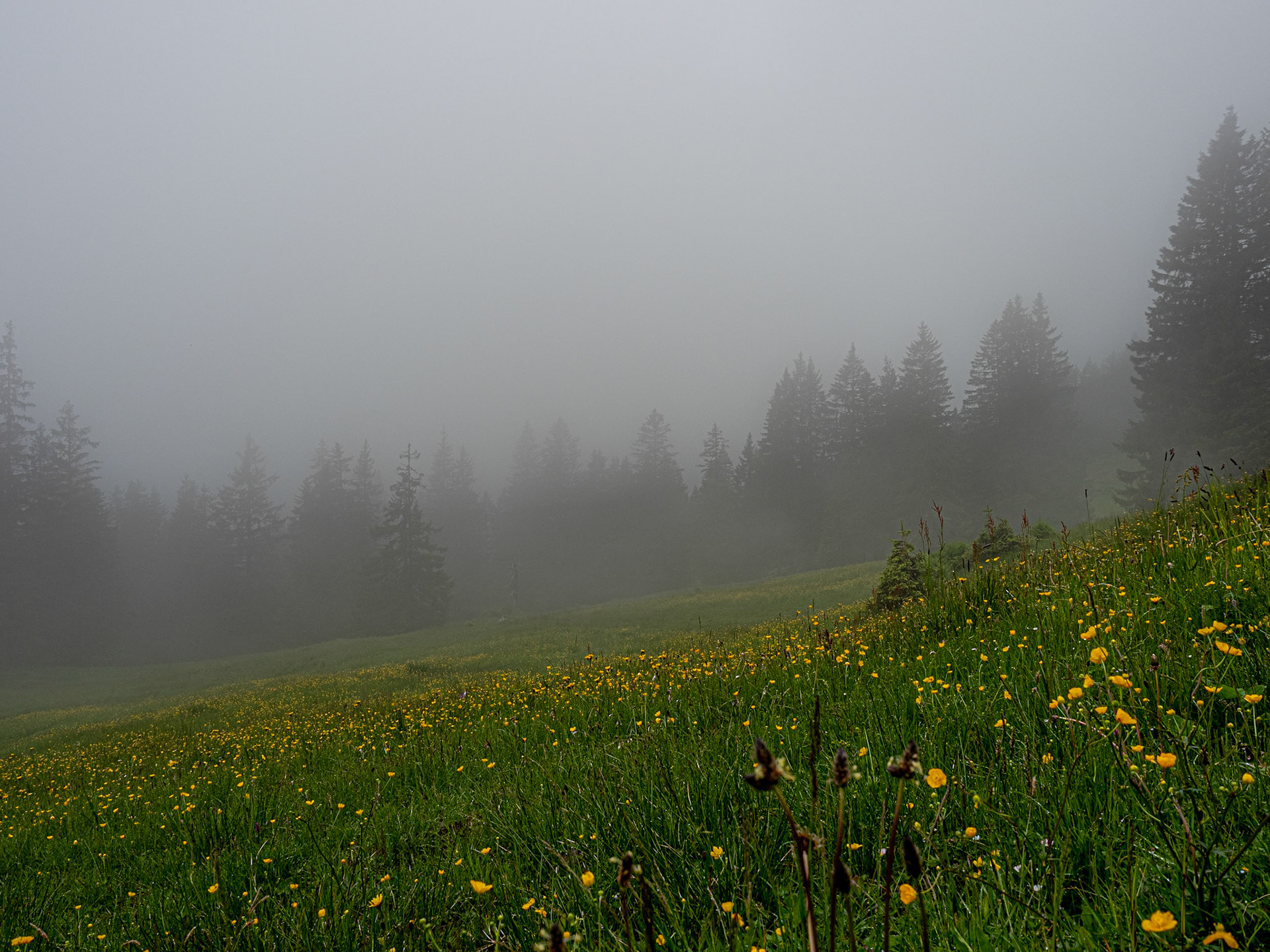 Bei eher schlechtem Wetter und anfangs sehr schlechter Sicht, eine durchaus reizvolle und leichte Wanderung mit schöner Aussicht