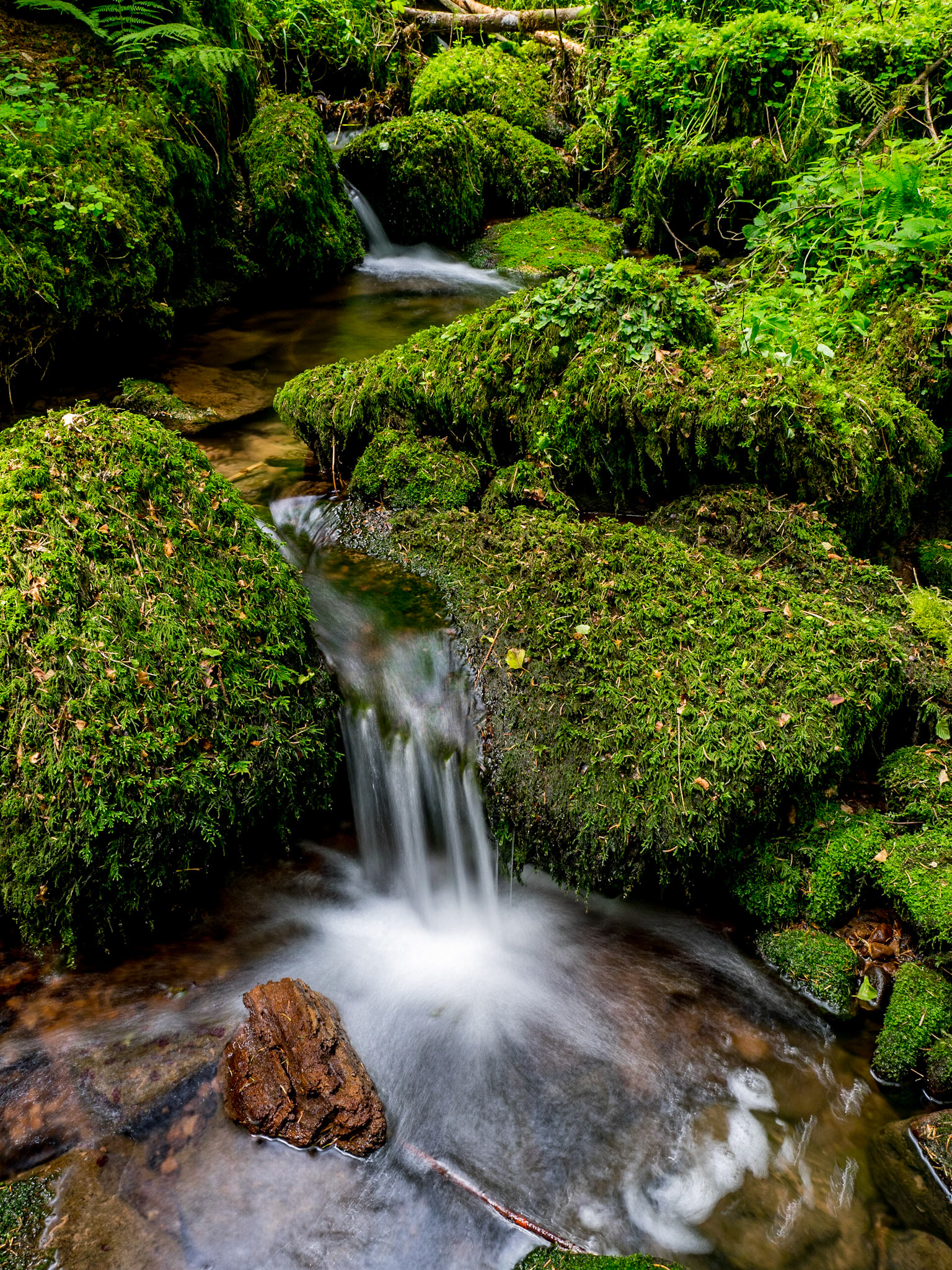 Rötelbach Schwarzwald