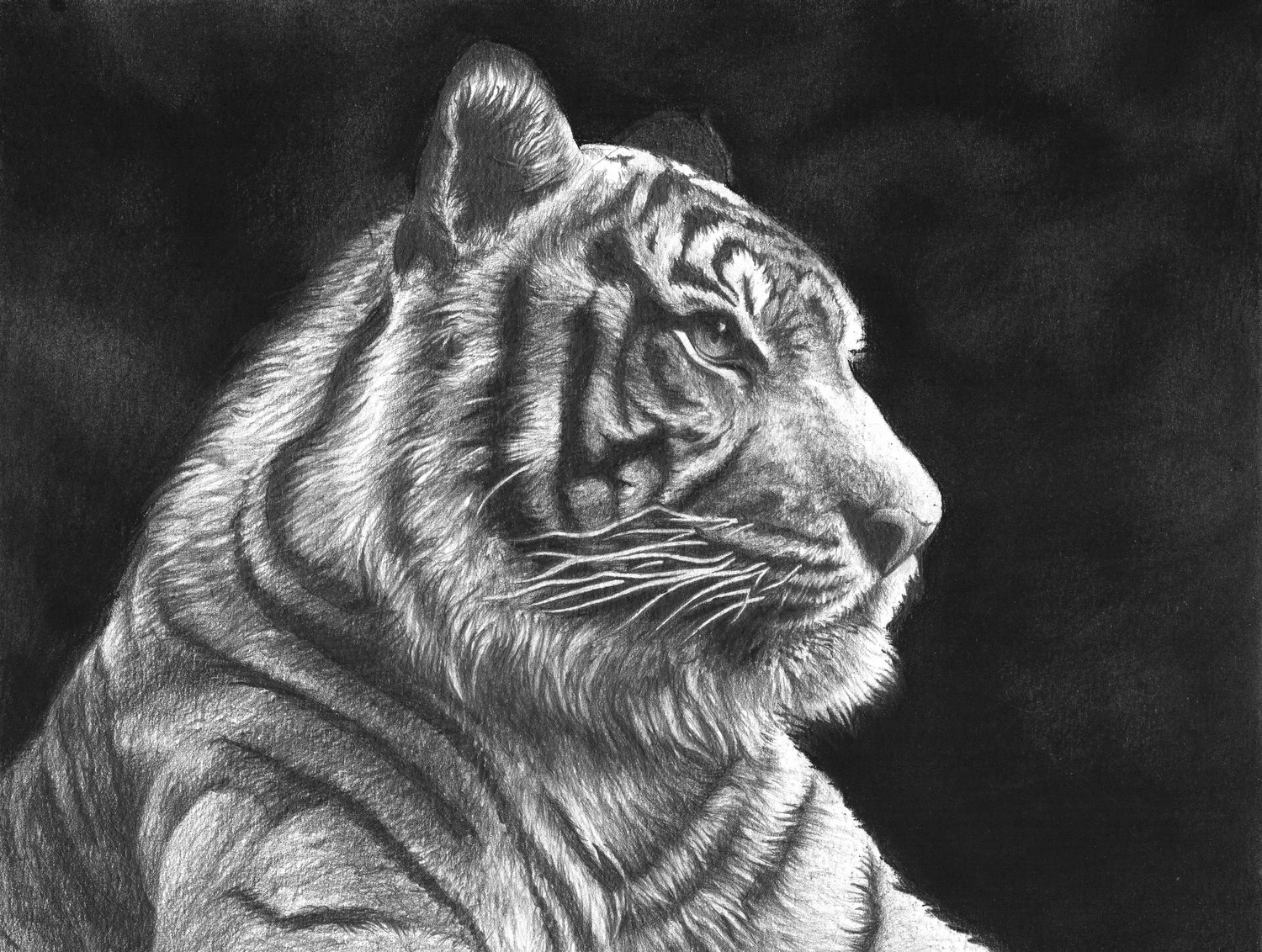 Stoic, 2020, graphite and charcoal on bristol board, 8.5x11"