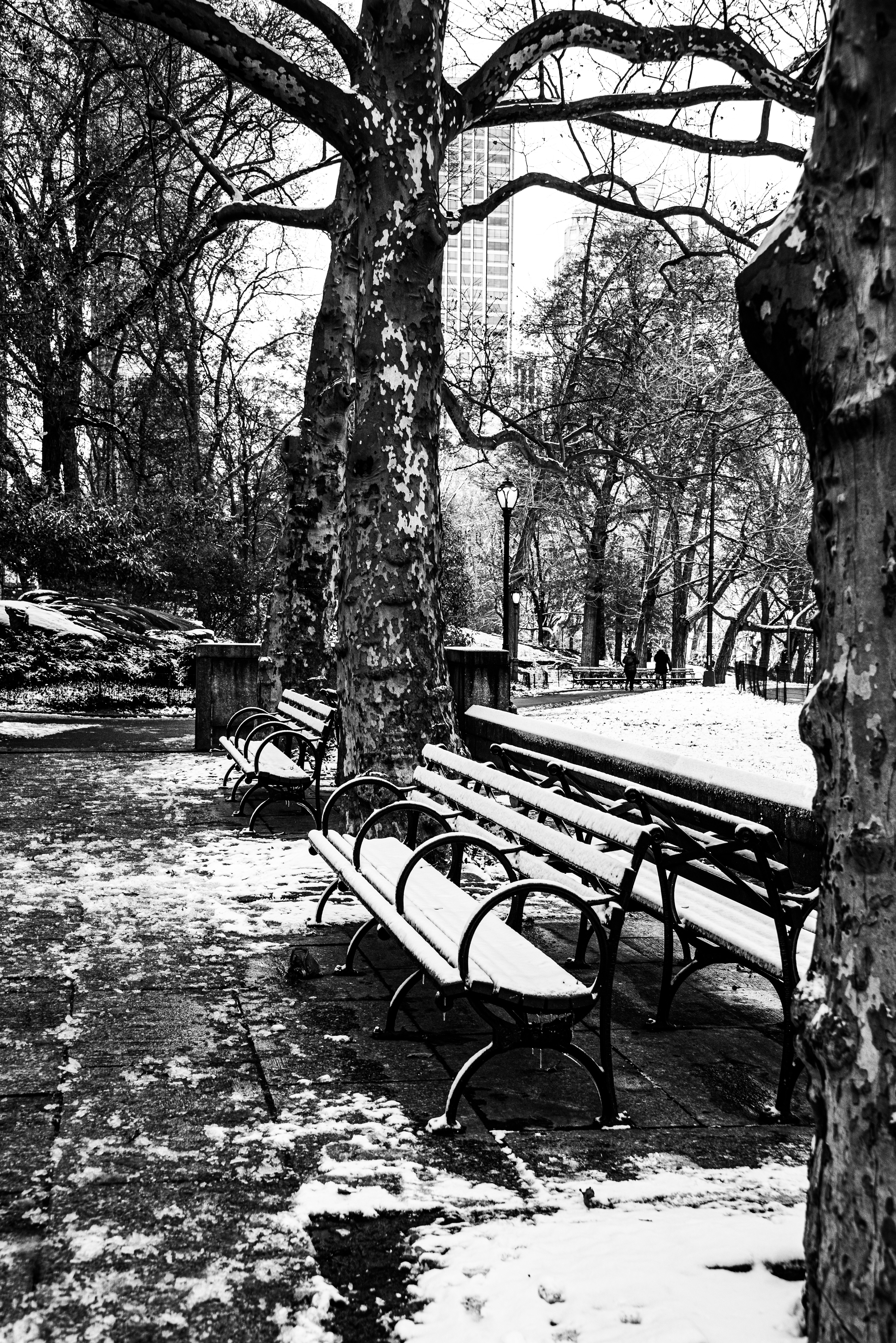 COLD BENCHES AND TREES