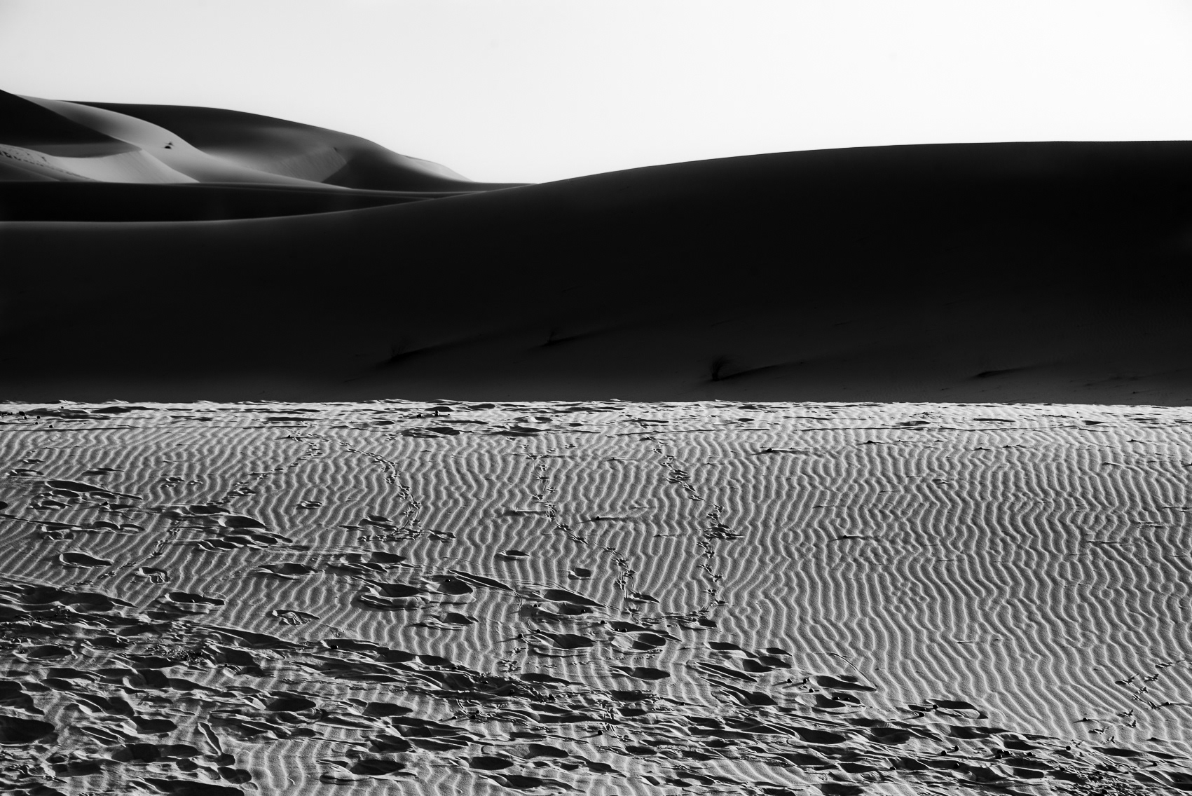 FOOTPRINTS OF CAMELS LIVING IN THE SAHARA