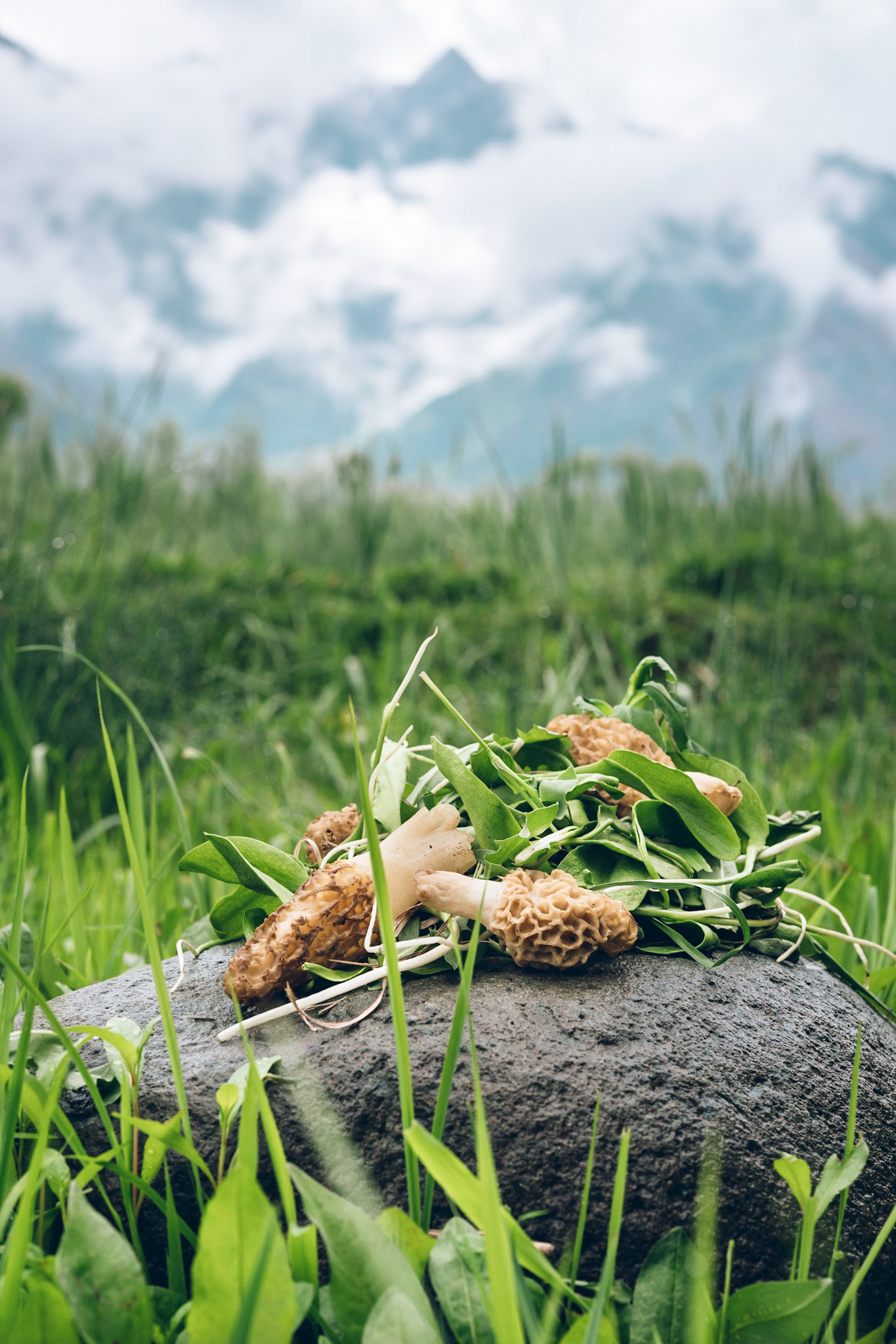 The rare Morchella (morel) mushrooms that grow in Kashmir. Srinagar, Kashmir, 2019.