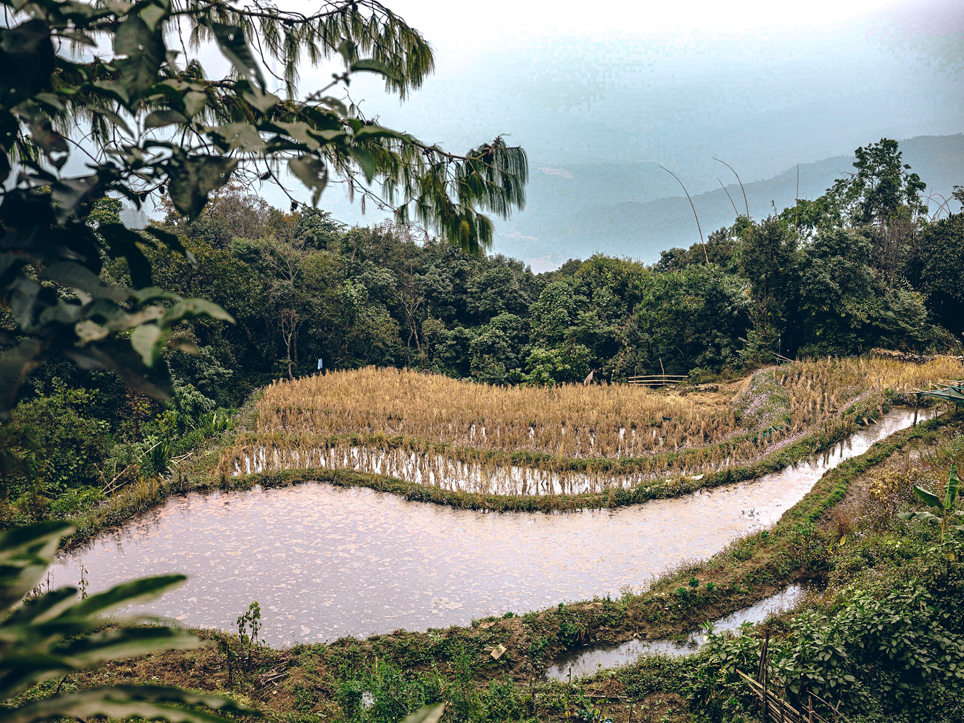 Paddy field. Jotsoma village. Nagaland, India, 2019.