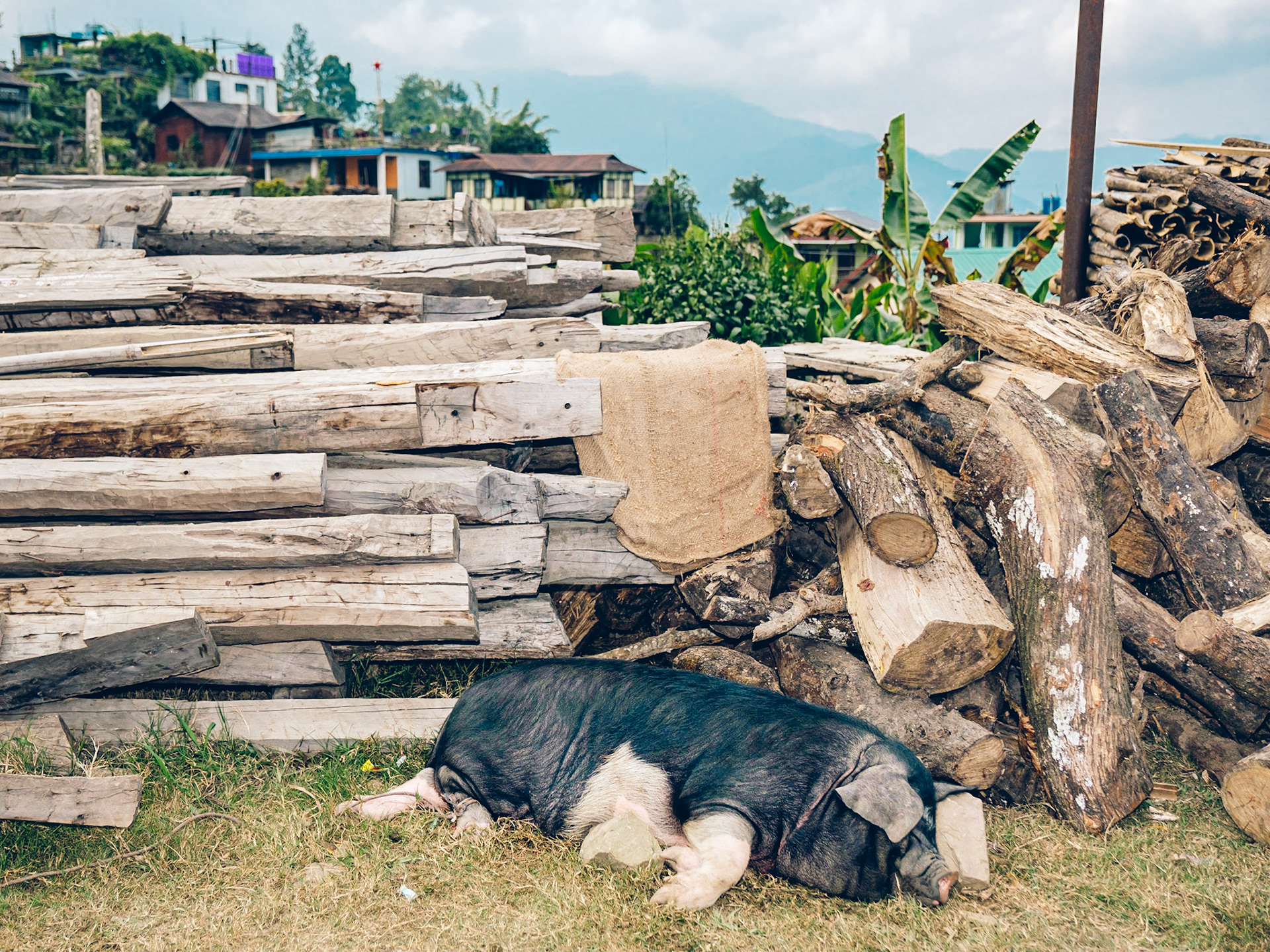 Preparations preceeding the feast of Akangla & Avizo's wedding. Six pigs were slaughtered for the feast. This is the last one awaiting its destiny. As I was leaving, a man gave it four-five-six blows to the head with an axe, bringing it to a slow end.