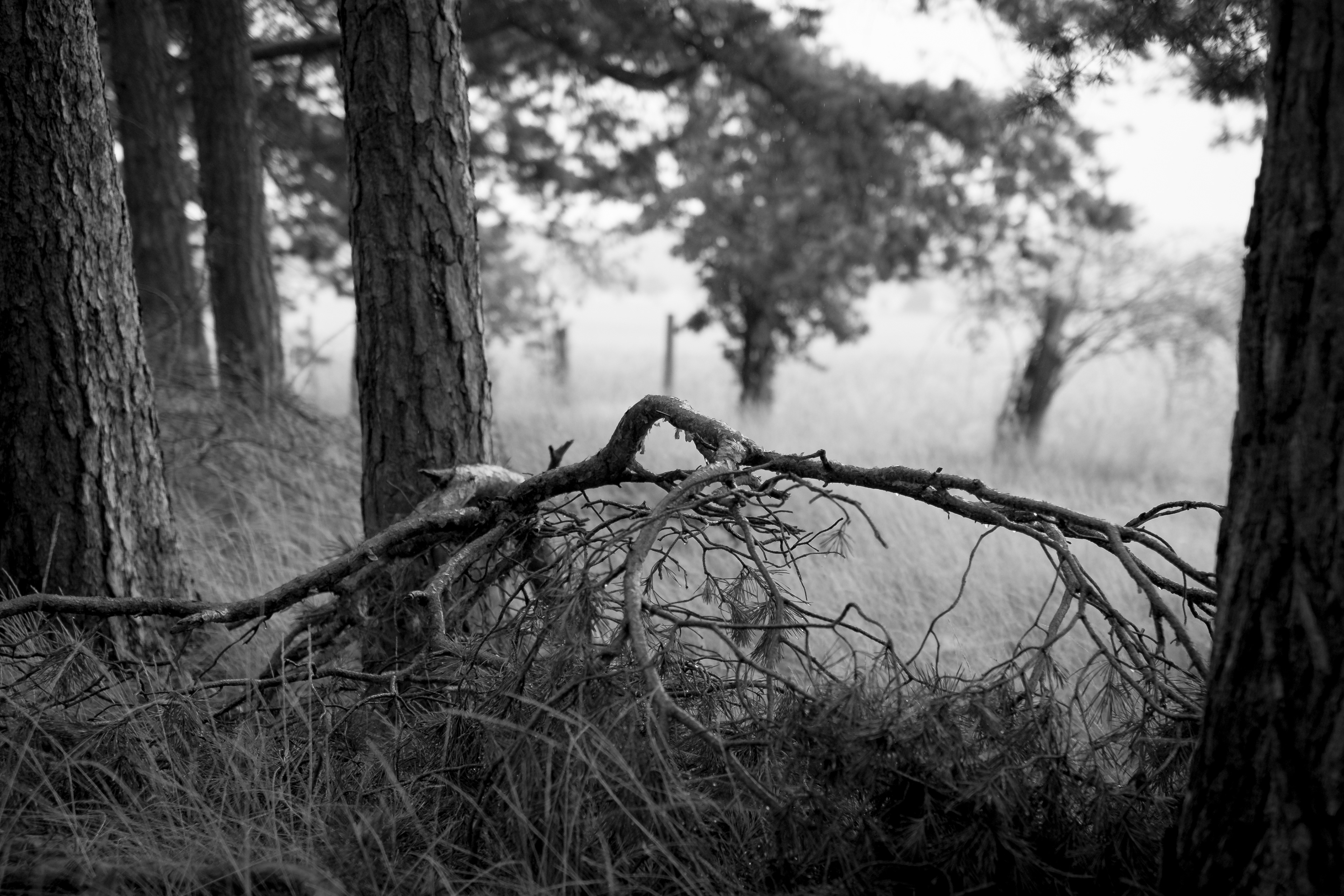 Forst in Brandenburg