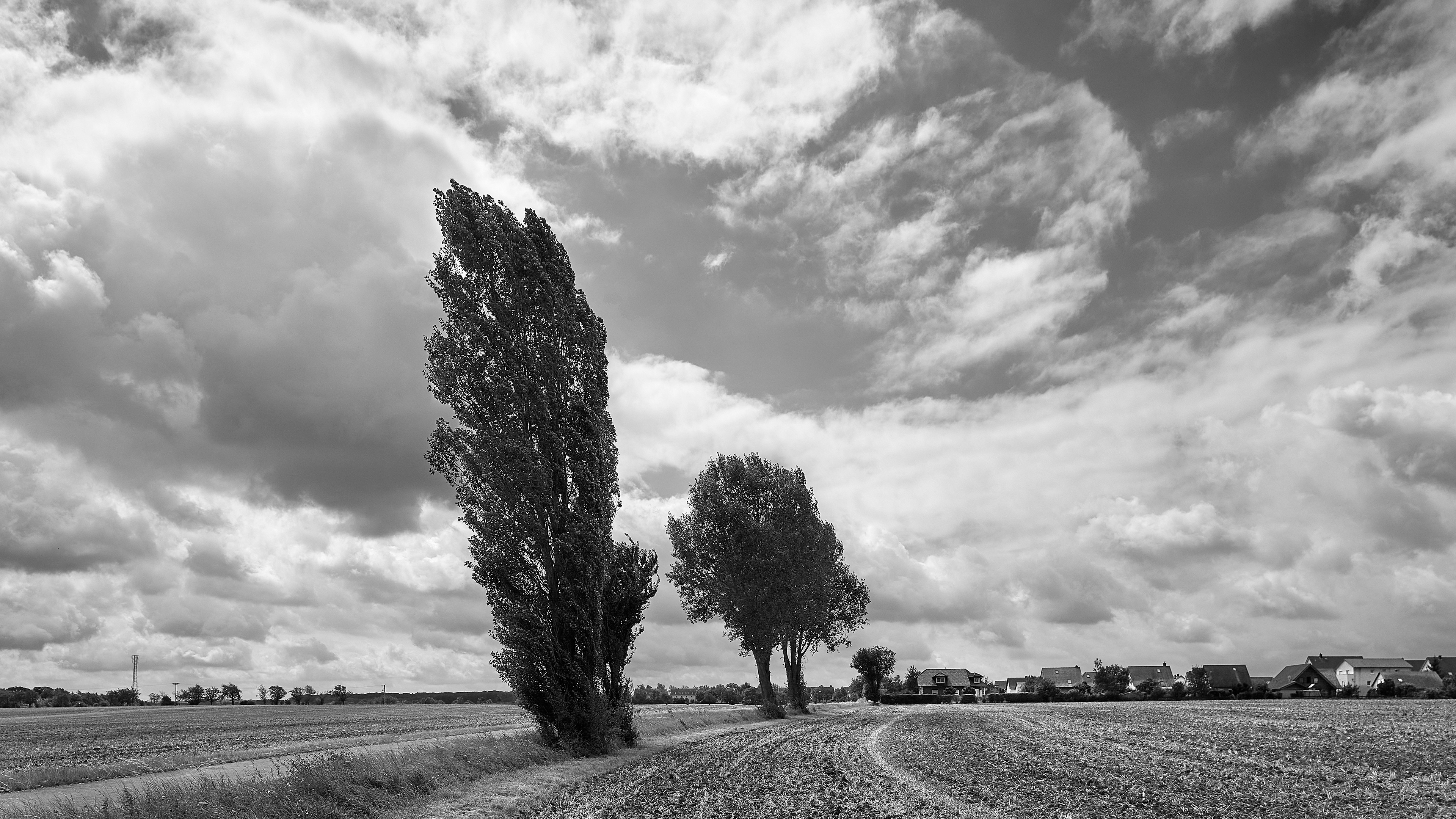 Pappeln, Weimarer Land