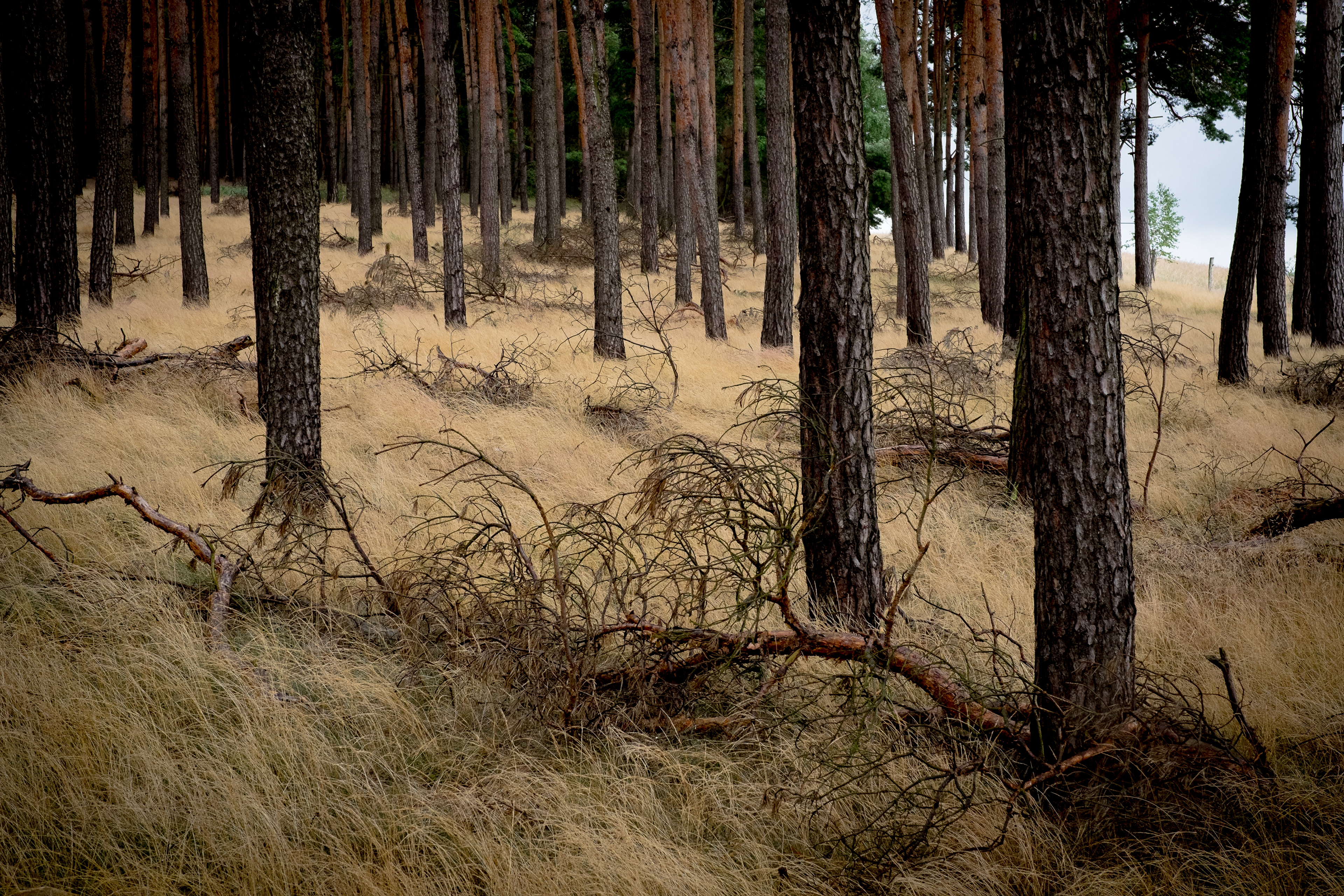 Forst in Brandenburg