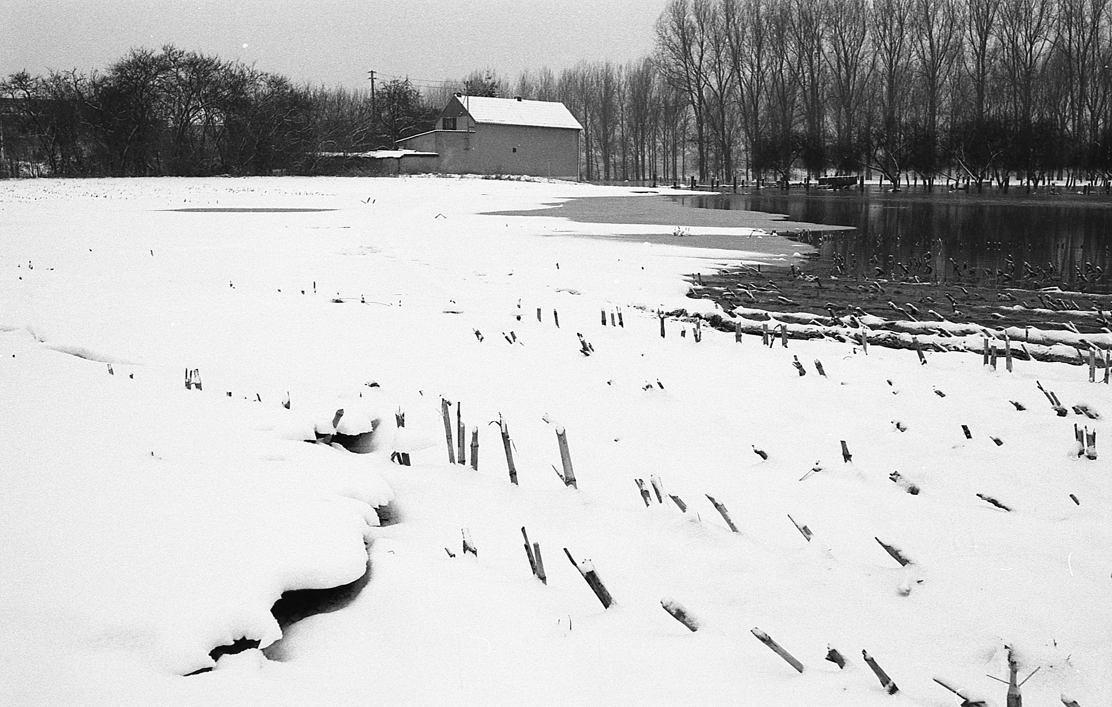 Rheinauen bei Schwarzrheindorf