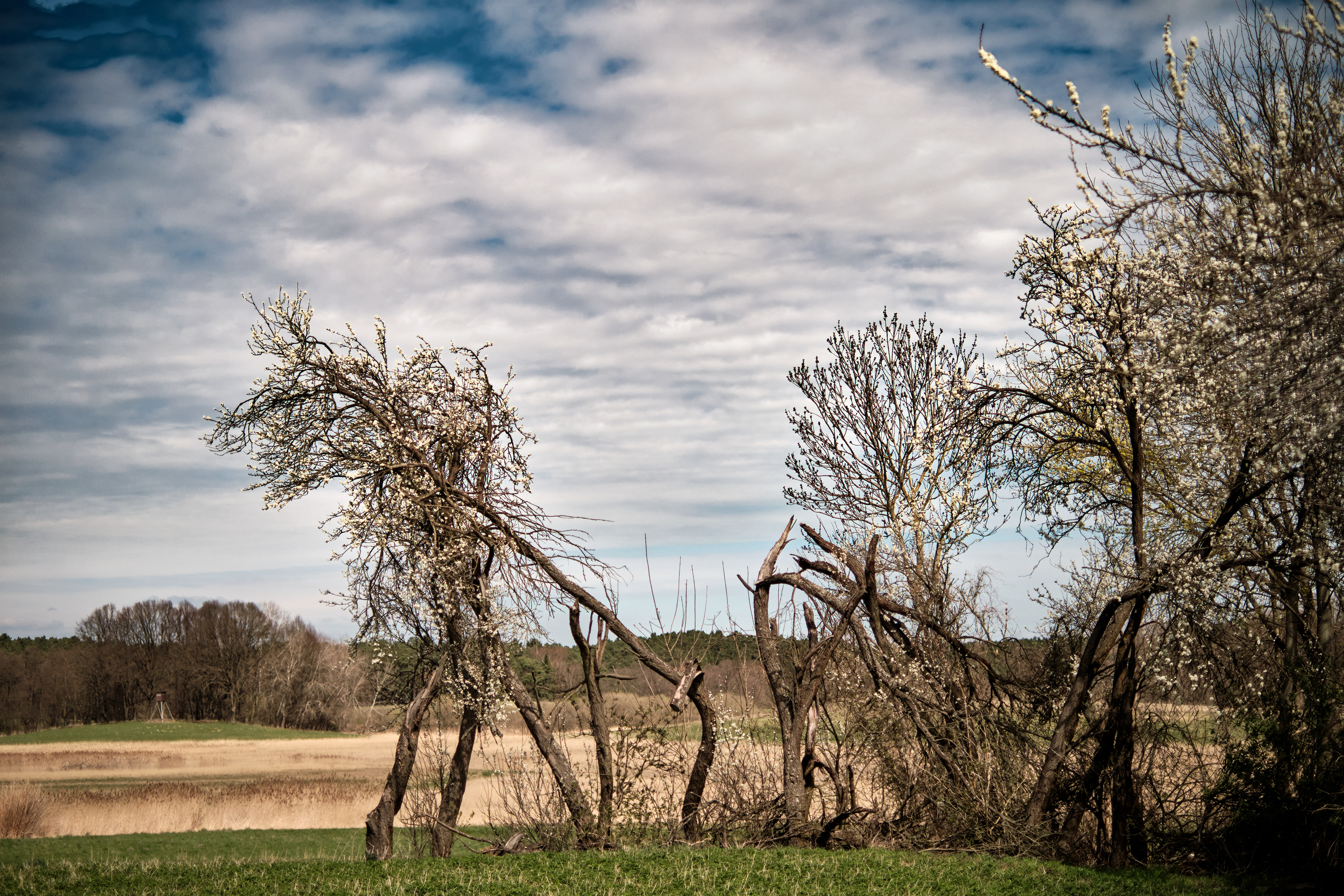 Felder und Büsche in Brandenburg