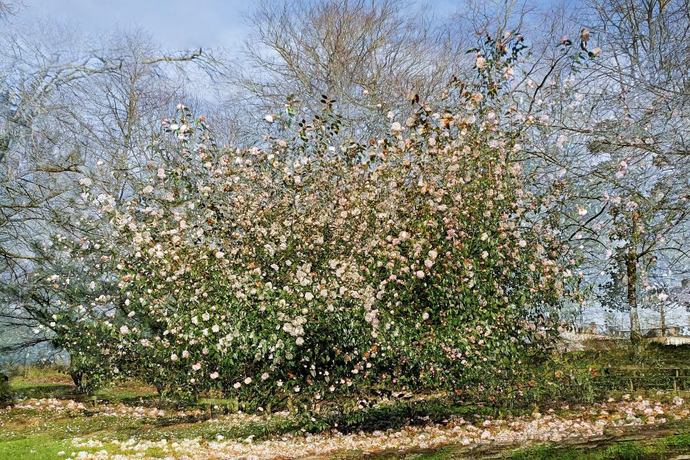Floraison printanière