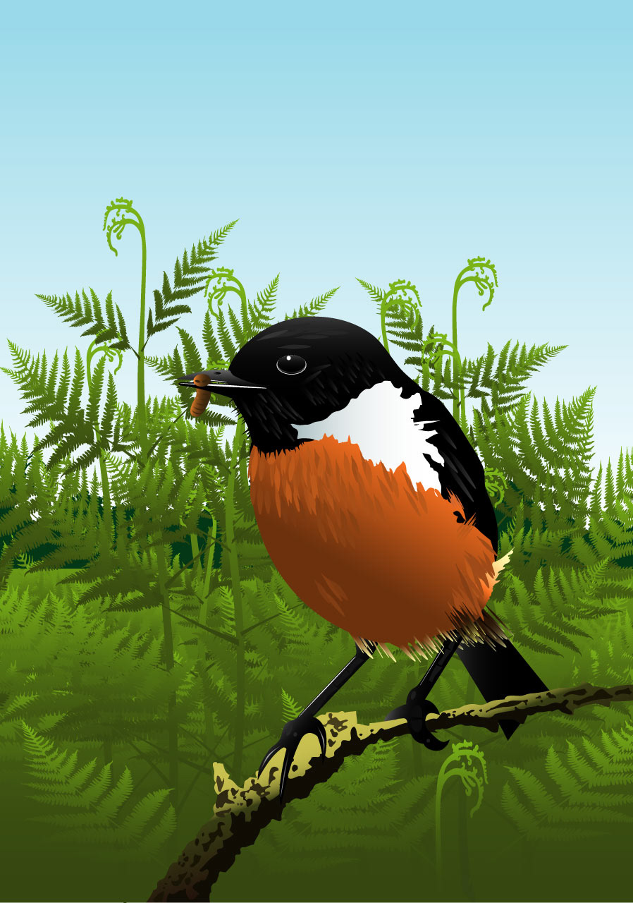 Saxicola Rubicola - Stonechat