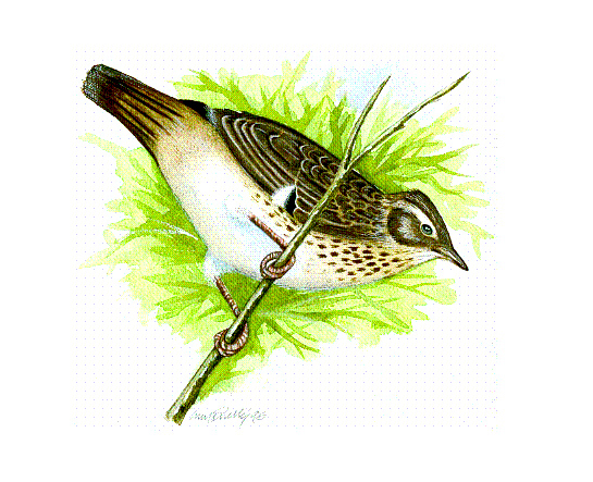 Woodlark - Watercolour