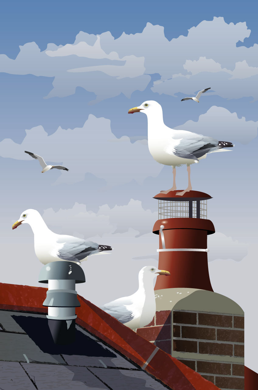 Herring Gulls, Coverack, Cornwall