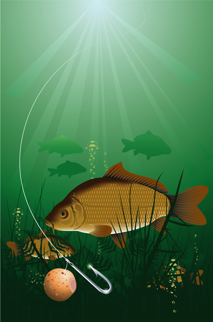 Cyprinus Carpio - Common Carp