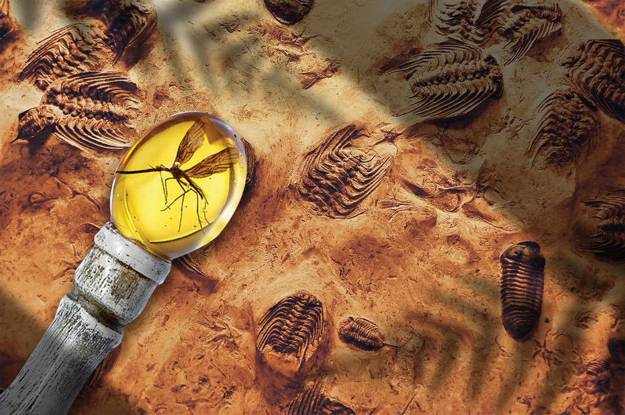 Fossil backdrop