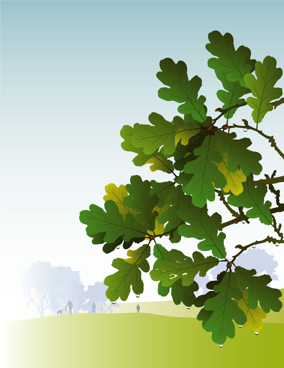 Quercus - Oak Leaves