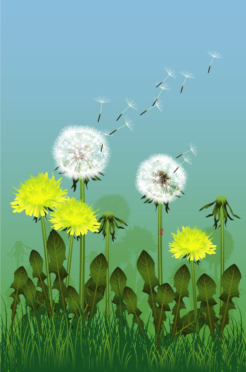 Taraxacum Asteraceae - Dandelion