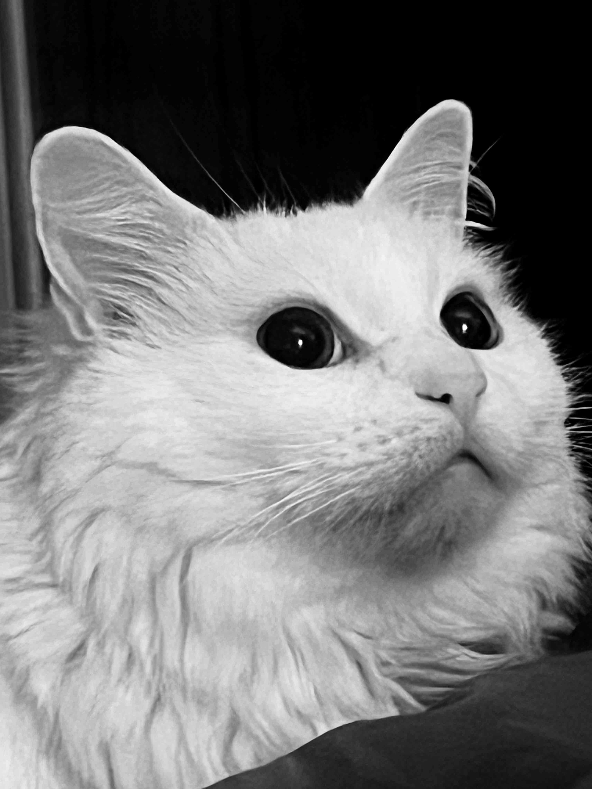 Buki - CGI Consultant & Critiquer of Green Screens