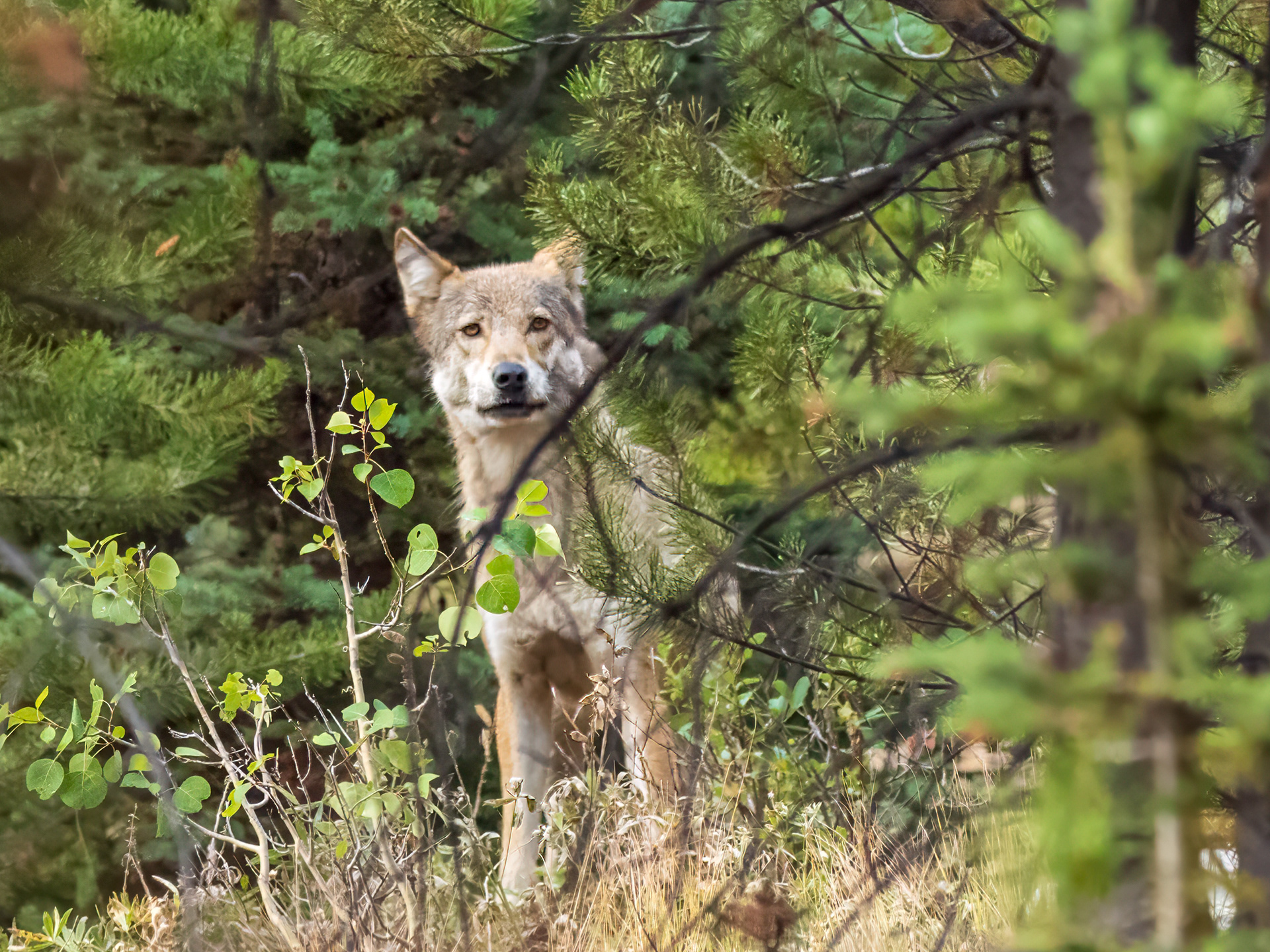 Gray Wolf, Okanogan National Forest