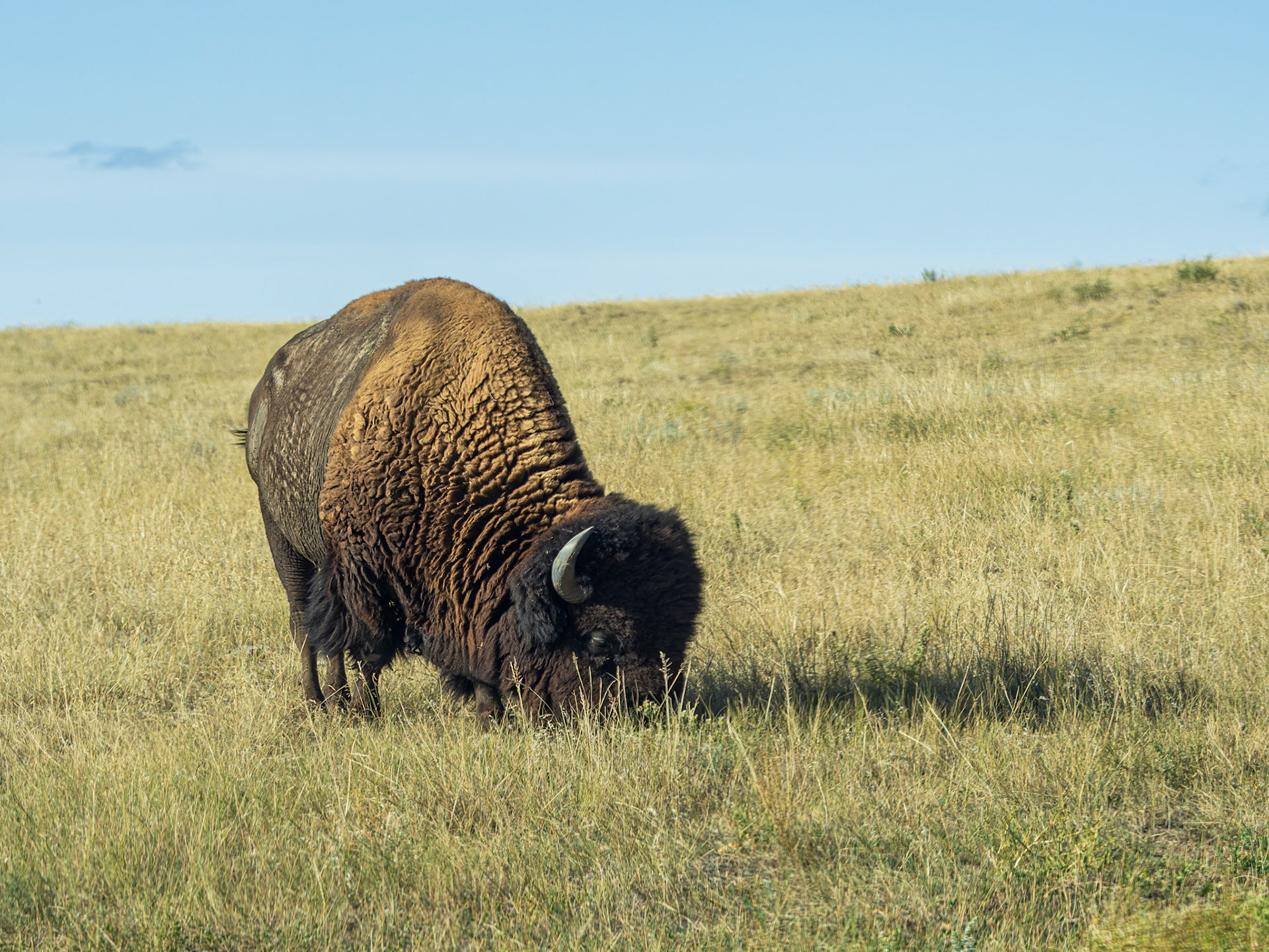 Bison, Badlands National Park, SD
