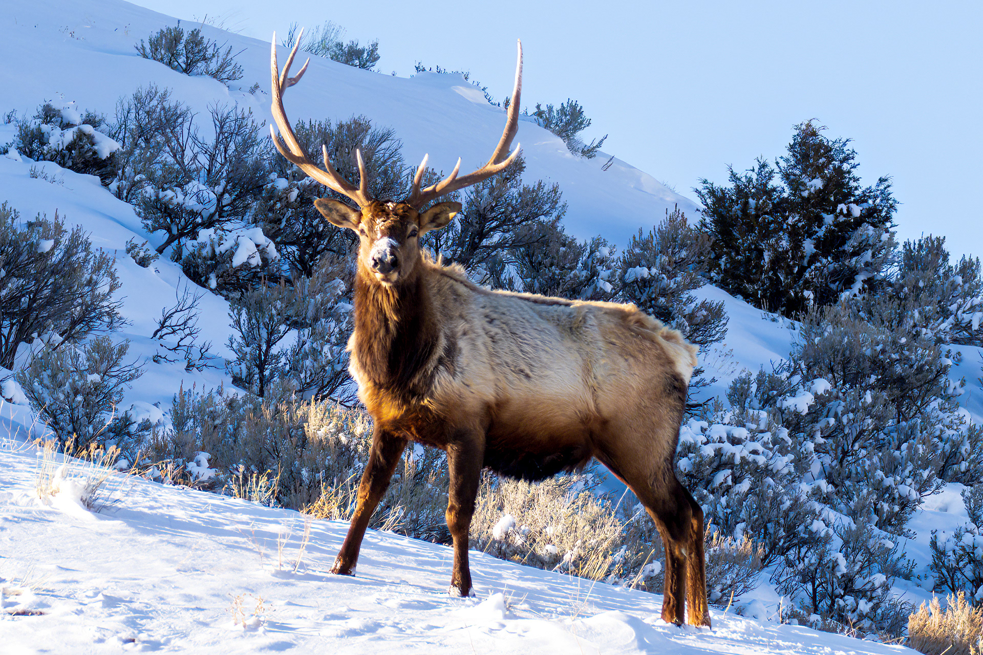Elk, Yellowstone NP