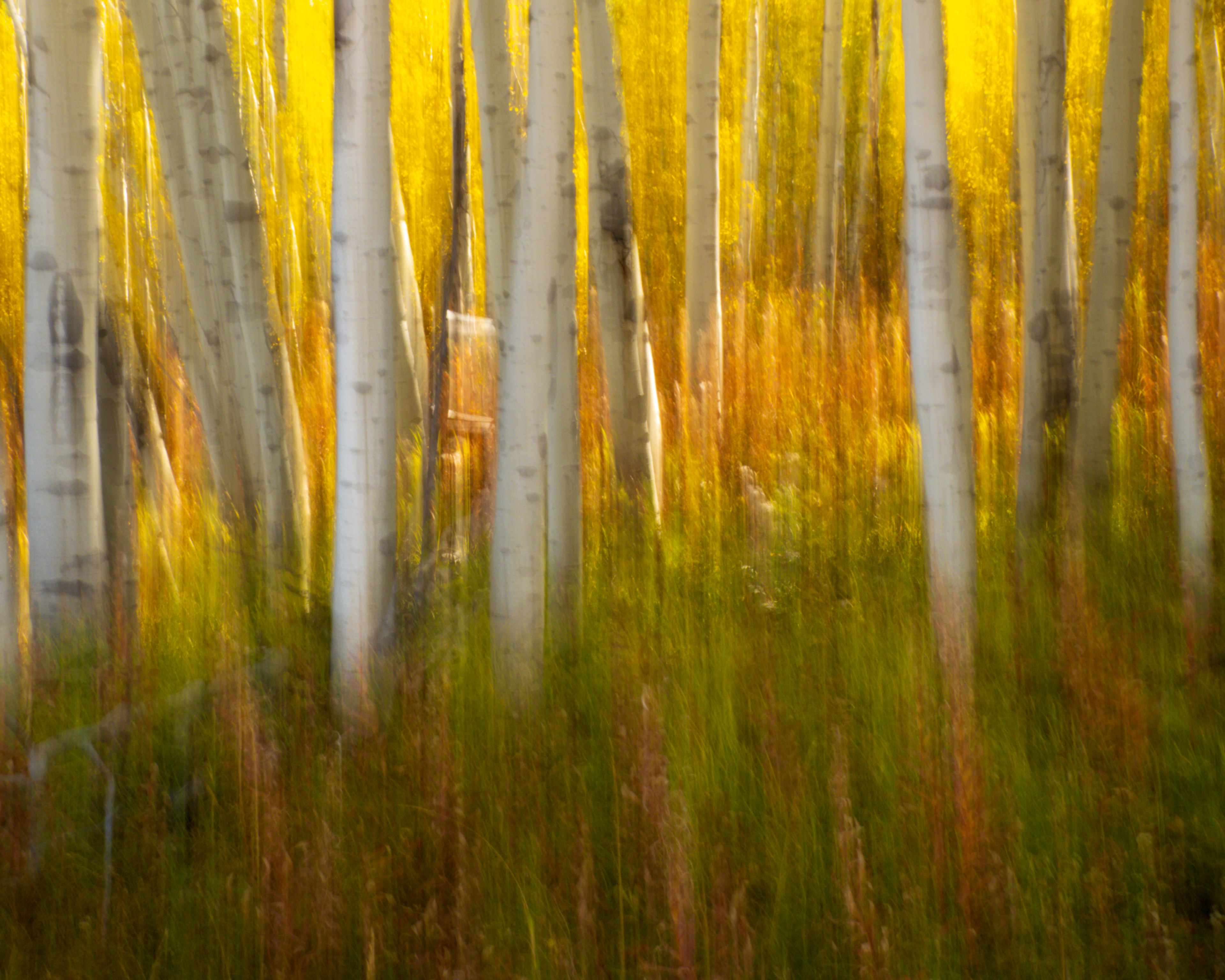 Aspens in motion in Grand Teton Valley, WY