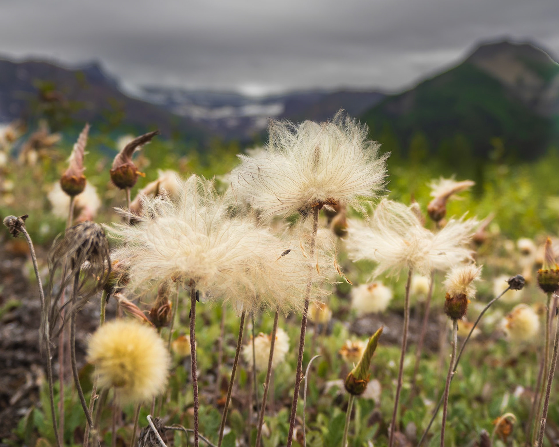 Flowering Dryas, Wrangell-St Elias National Park, AK