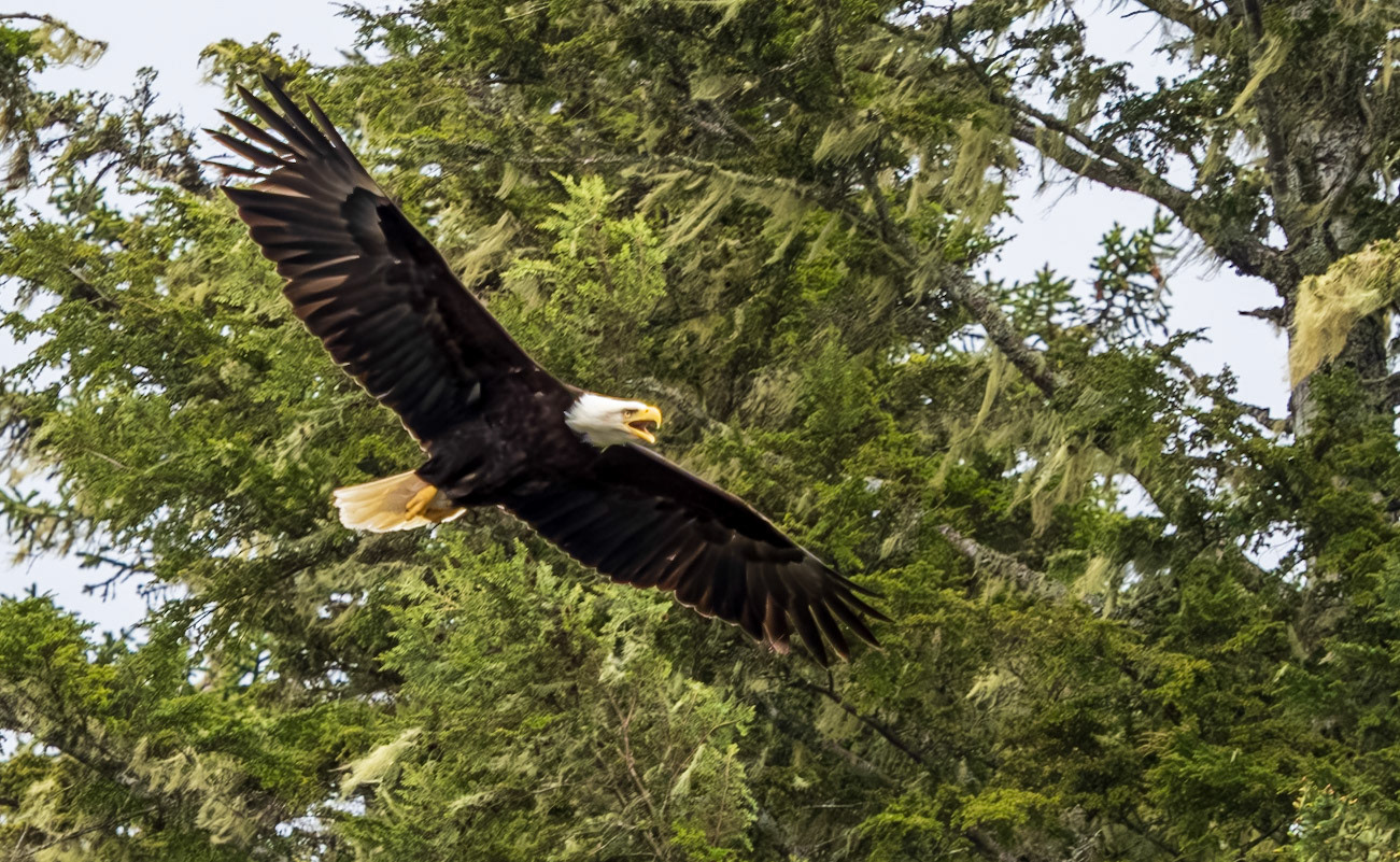 Bald Eagle, Stevens Passage, AK