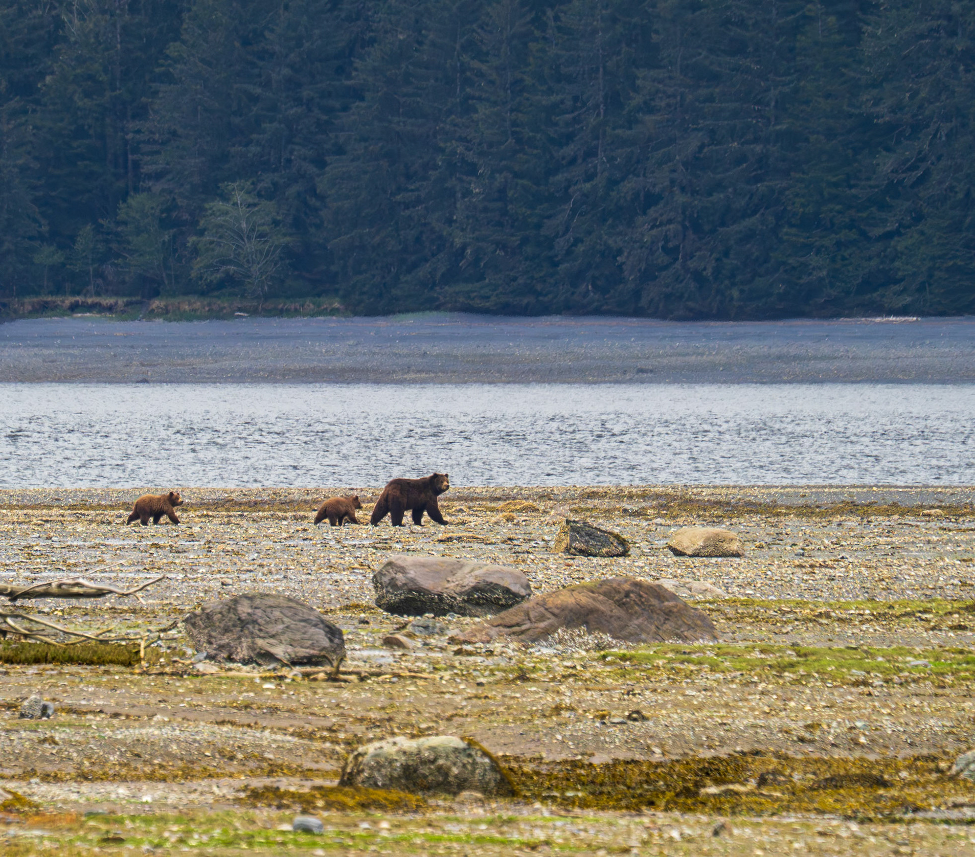 "Chena" and her 2 cubs, brown bear, Pack Creek, AK