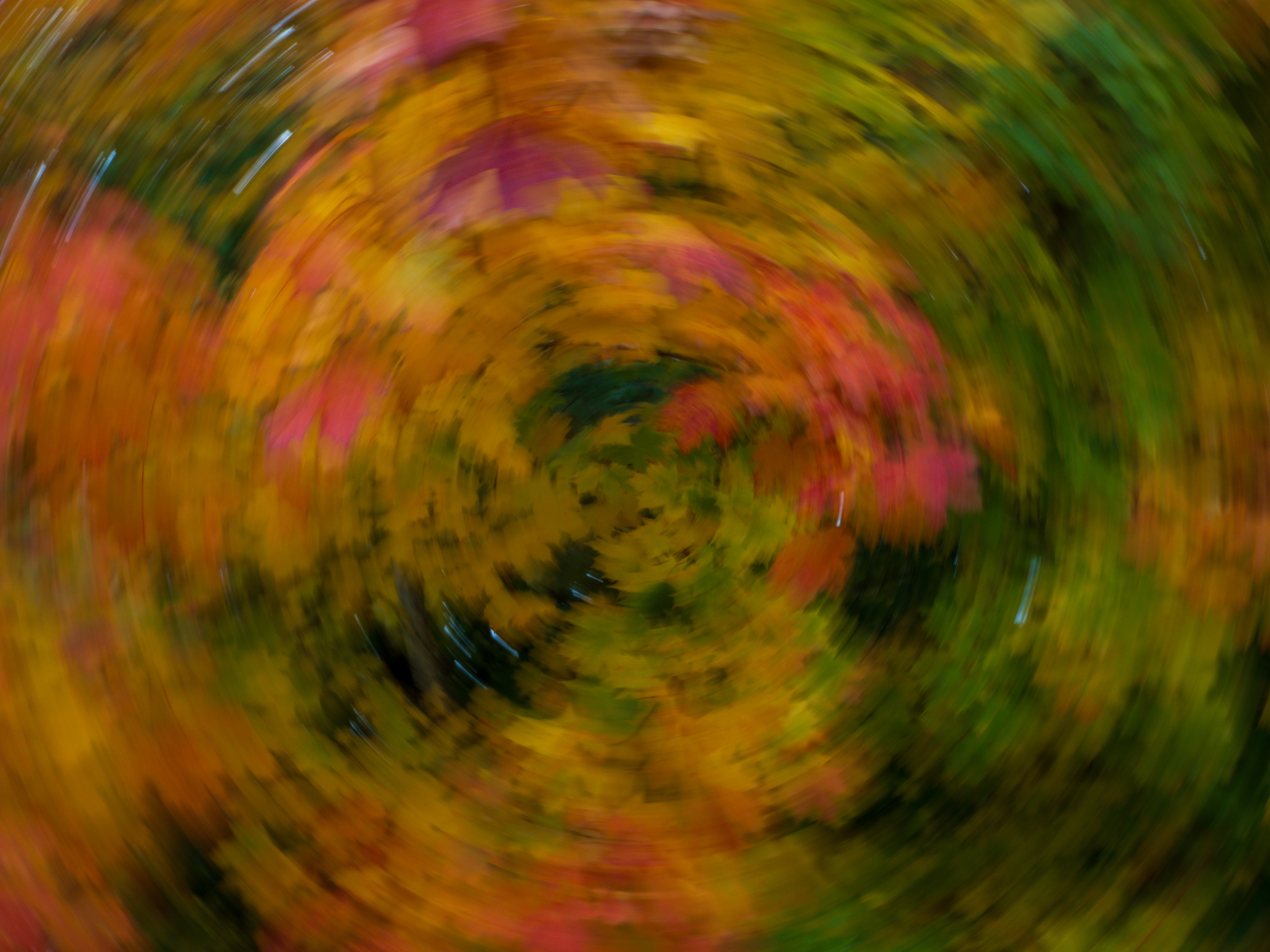 Fall colors with trees in motion