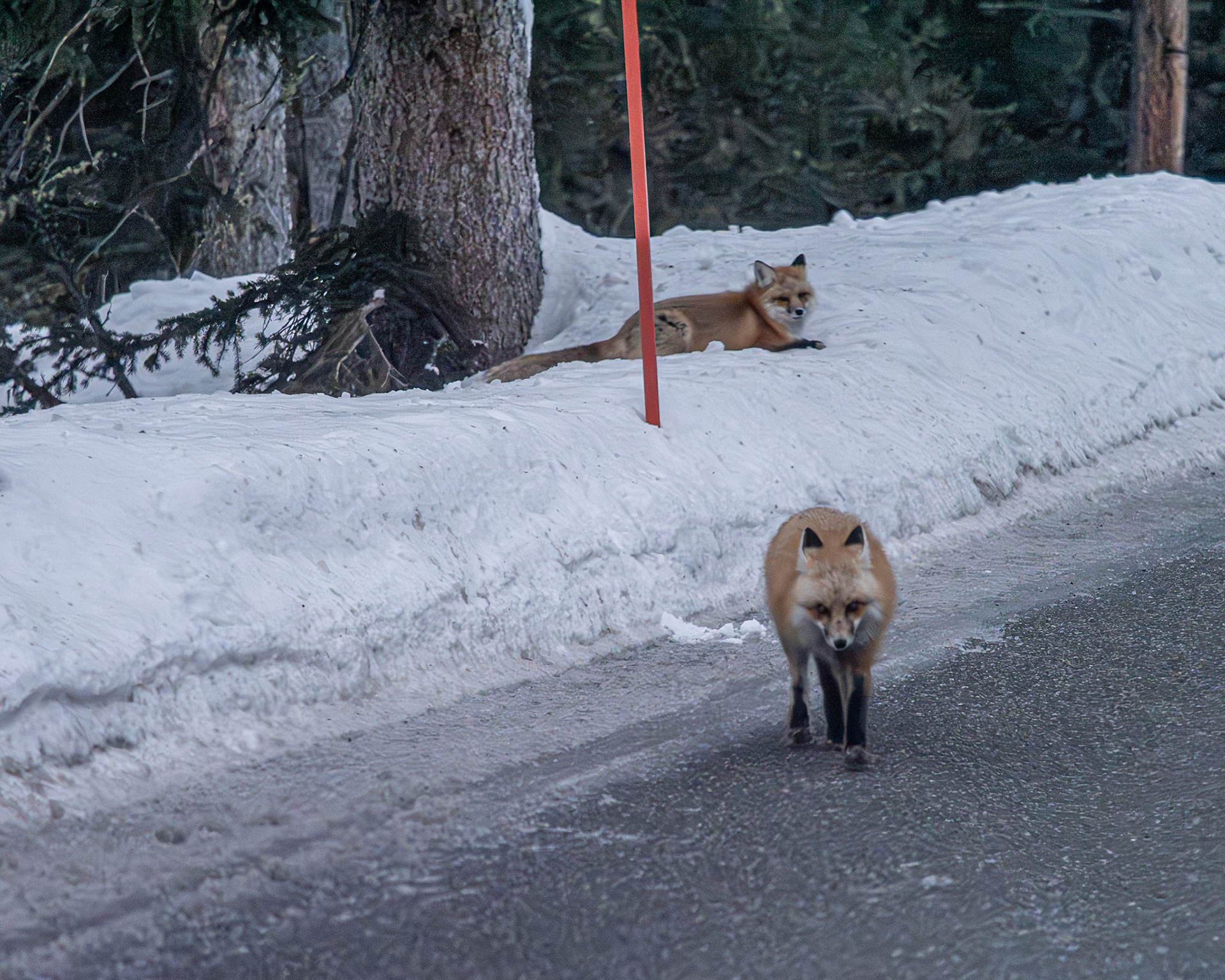 Red fox in Yellowstone NP, MT