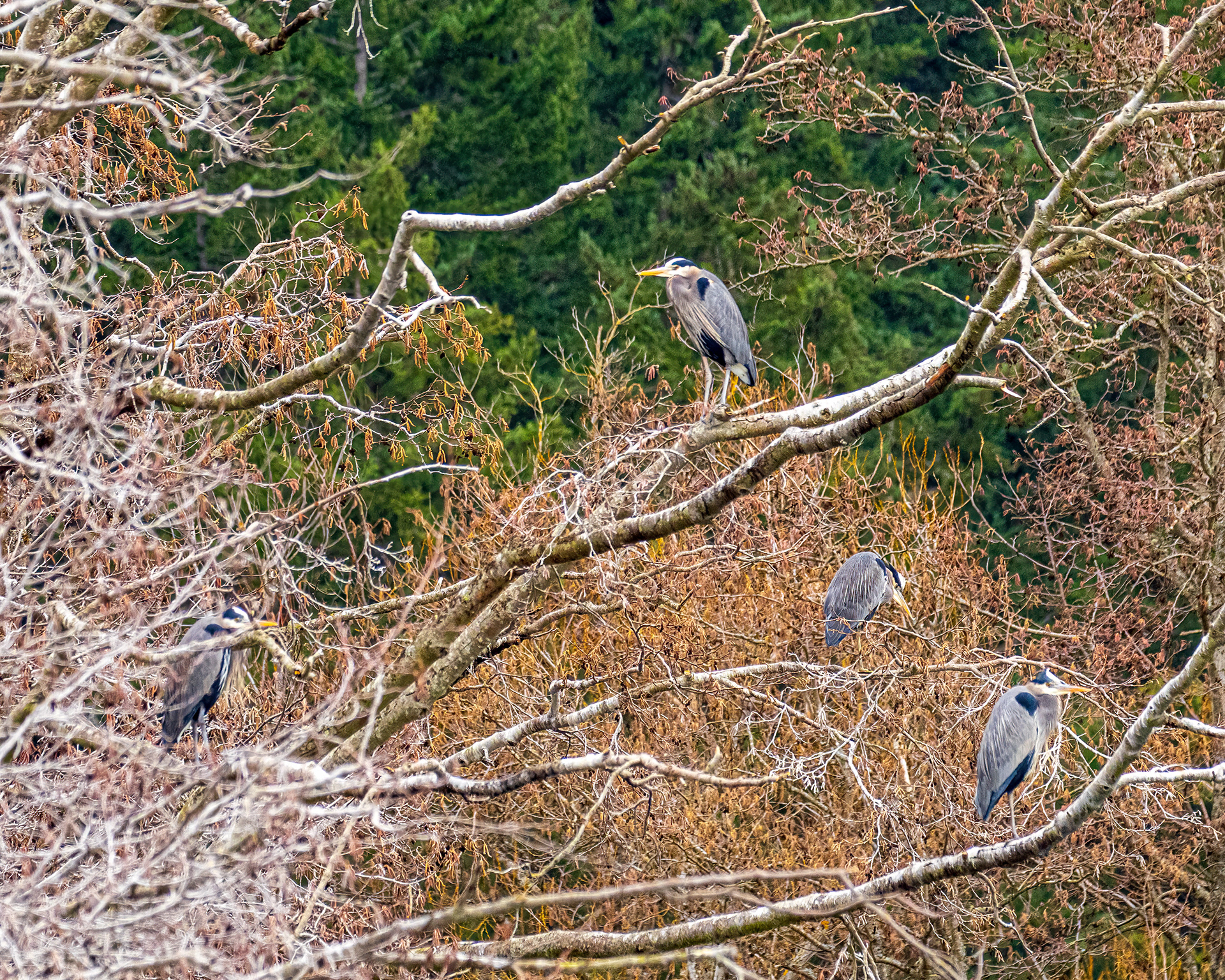 Great Blue Herons