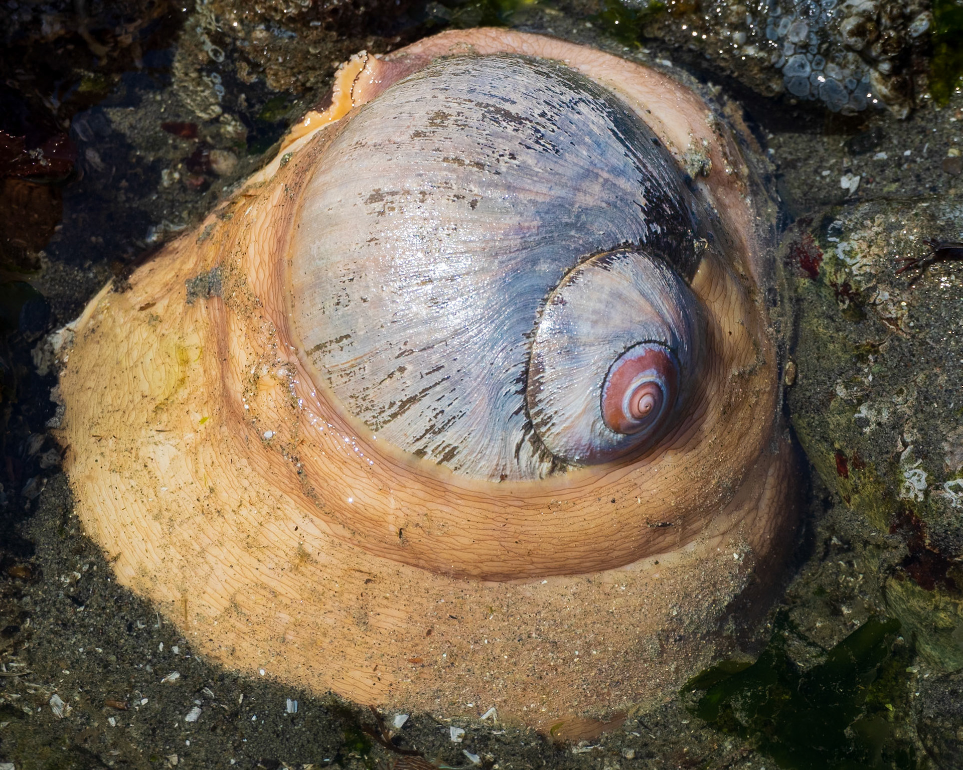 Moon snail, Richmond Beach, Shoreline, WA