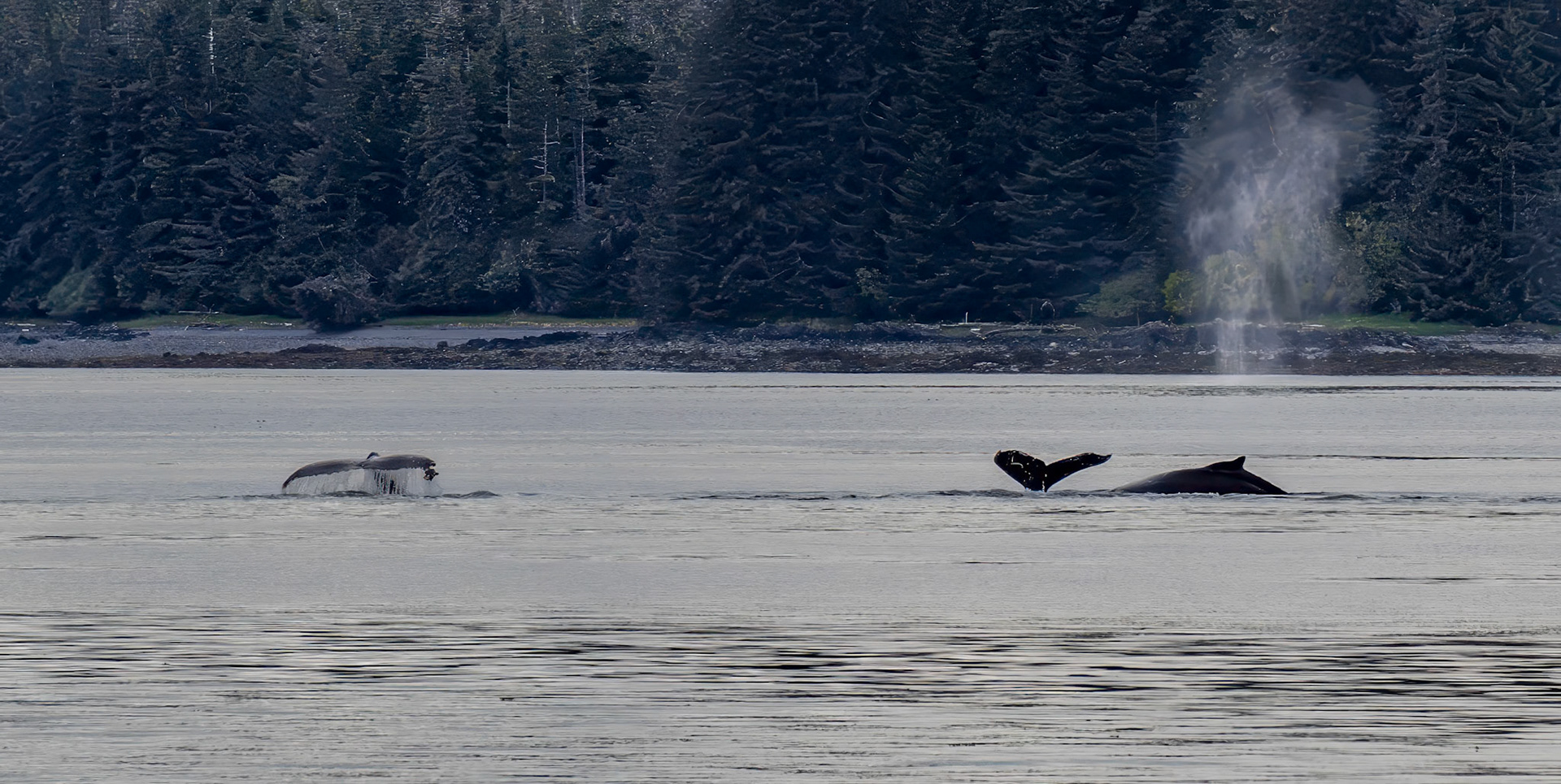 Multiple humpback whales, Stephens Passage, AK