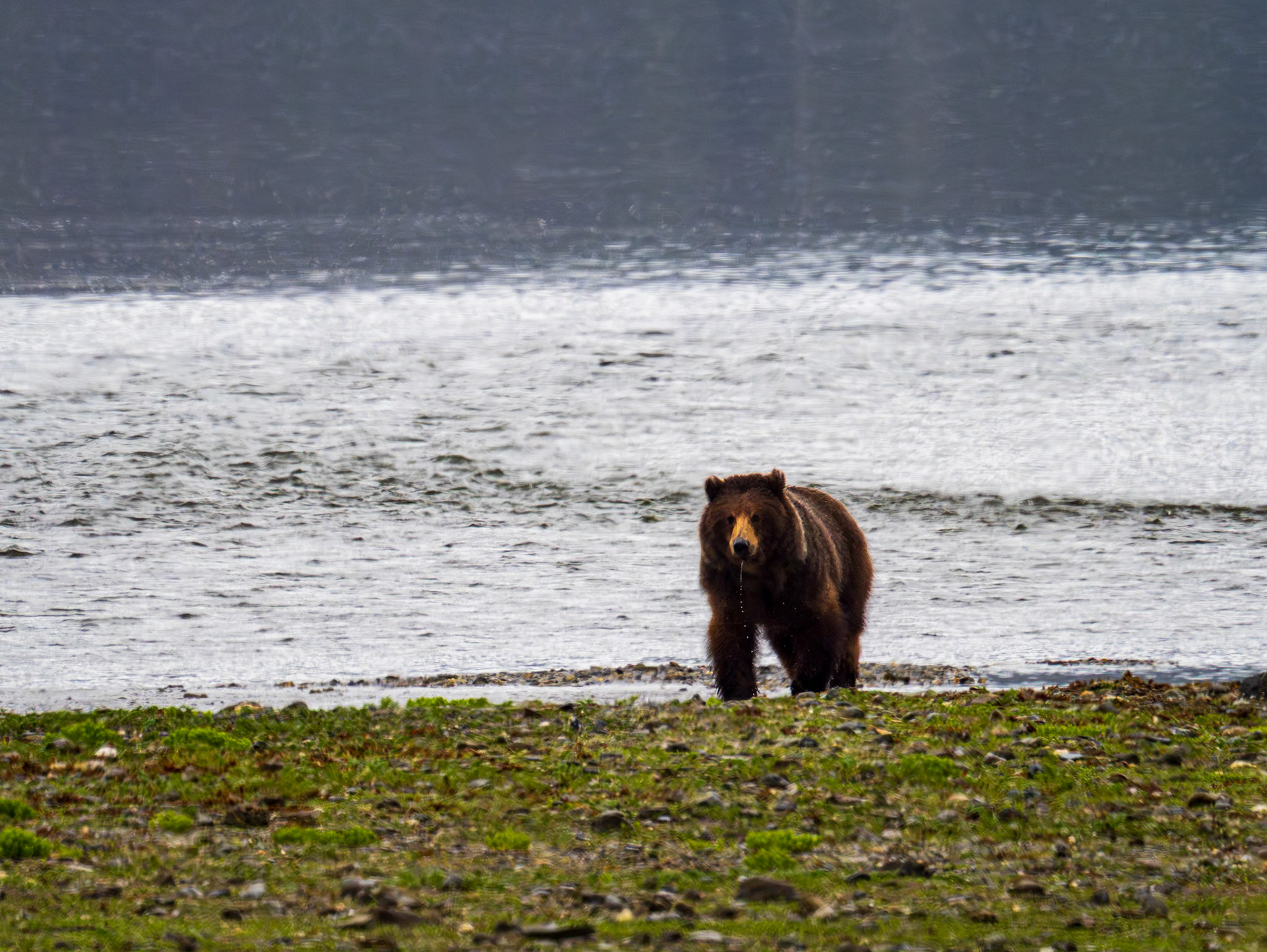 "Coco", 3.5 year old female brown bear, Pack Creek, AK