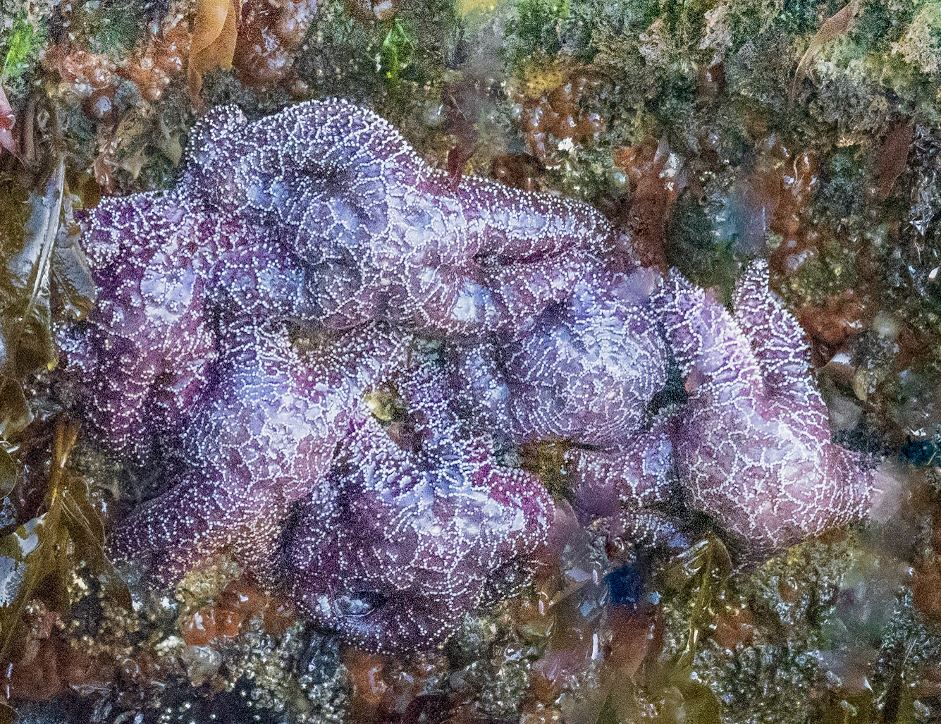 Sea stars, Kenai Fjords National Park, AK