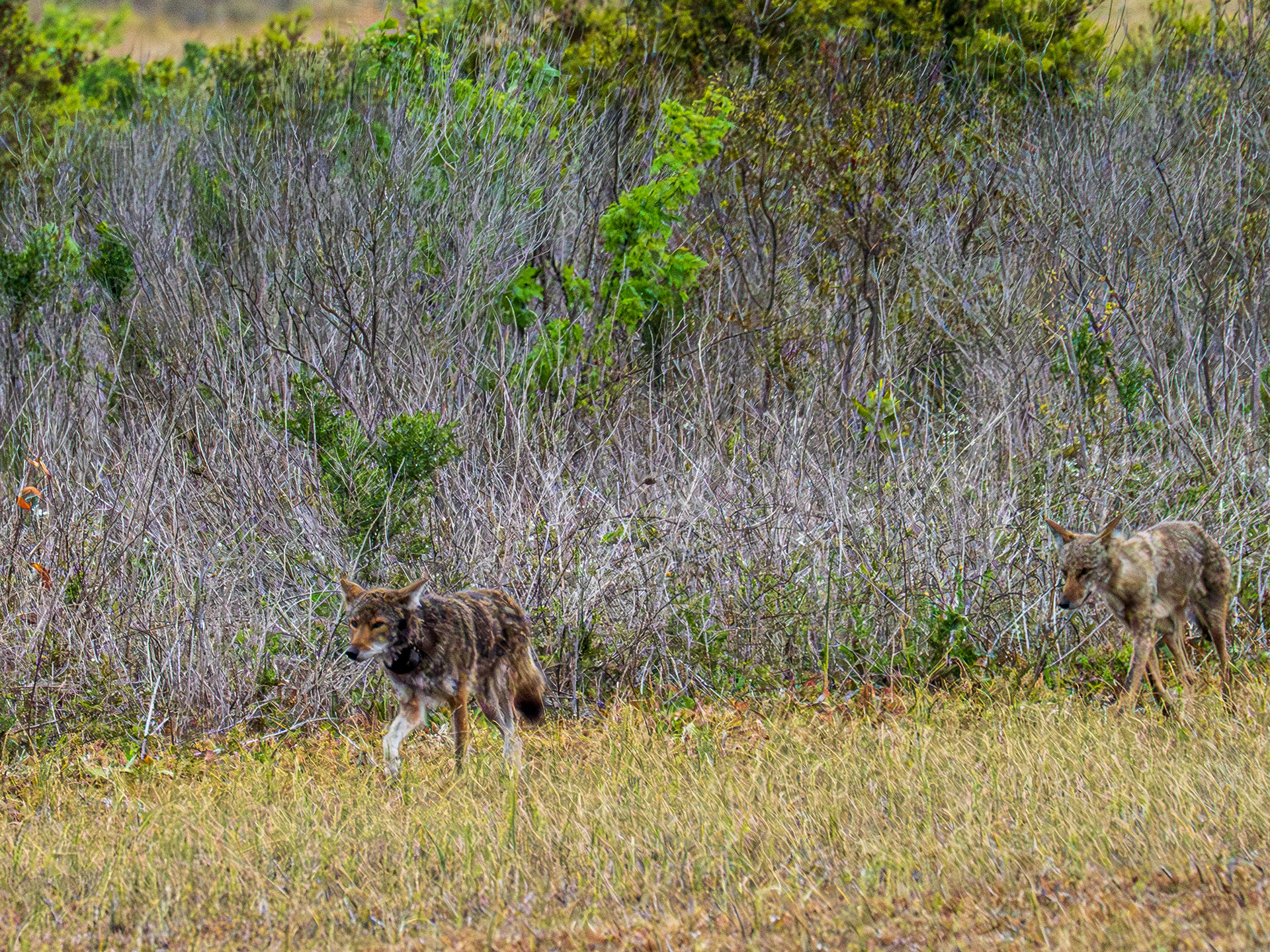 Red Wolves in Alligator River National Wildlife Refuge