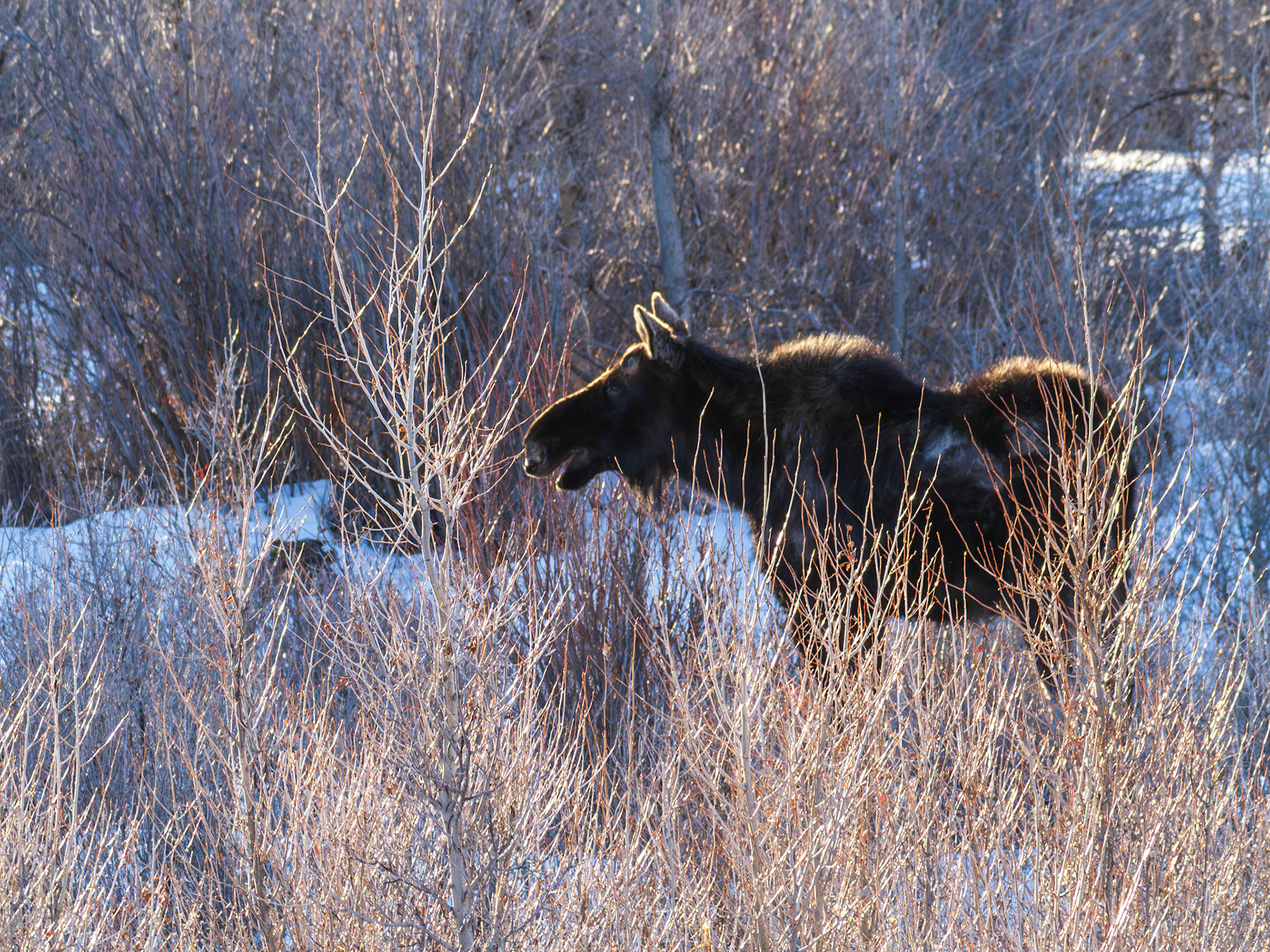 Moose, Gros Ventra river, Jacskon Hole WY
