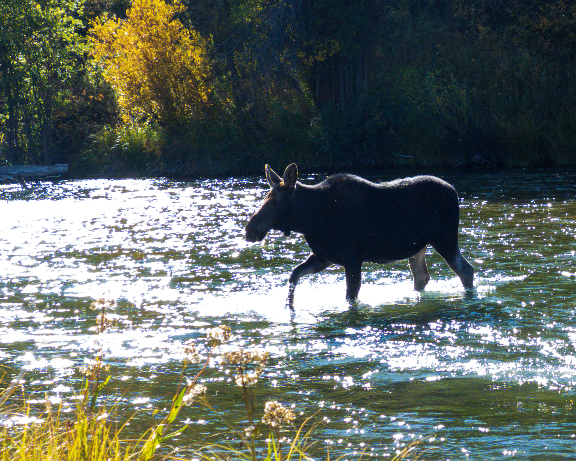 Moose, Jackosn, WY