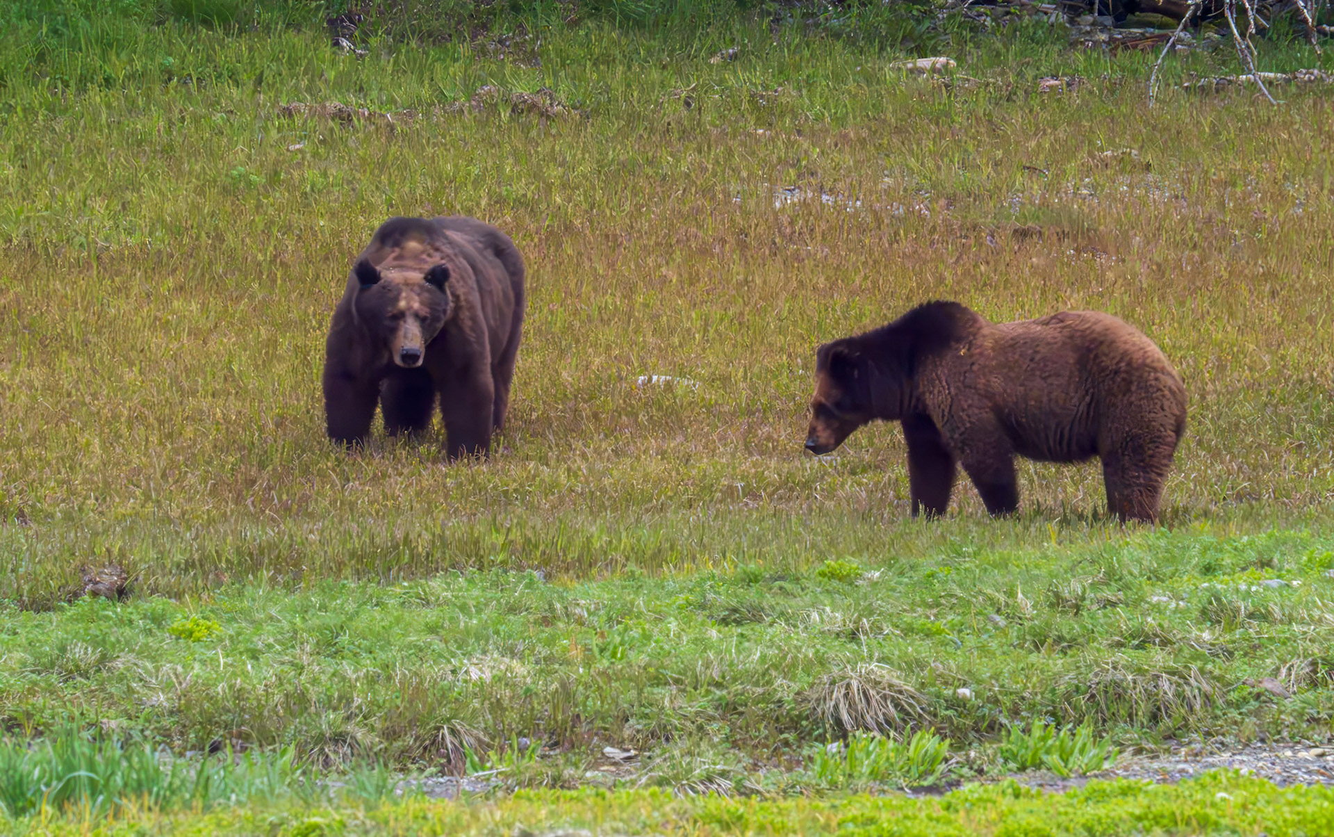 Male brown bear pursuing female named "Mocha" for mating, Pack Creek, AK