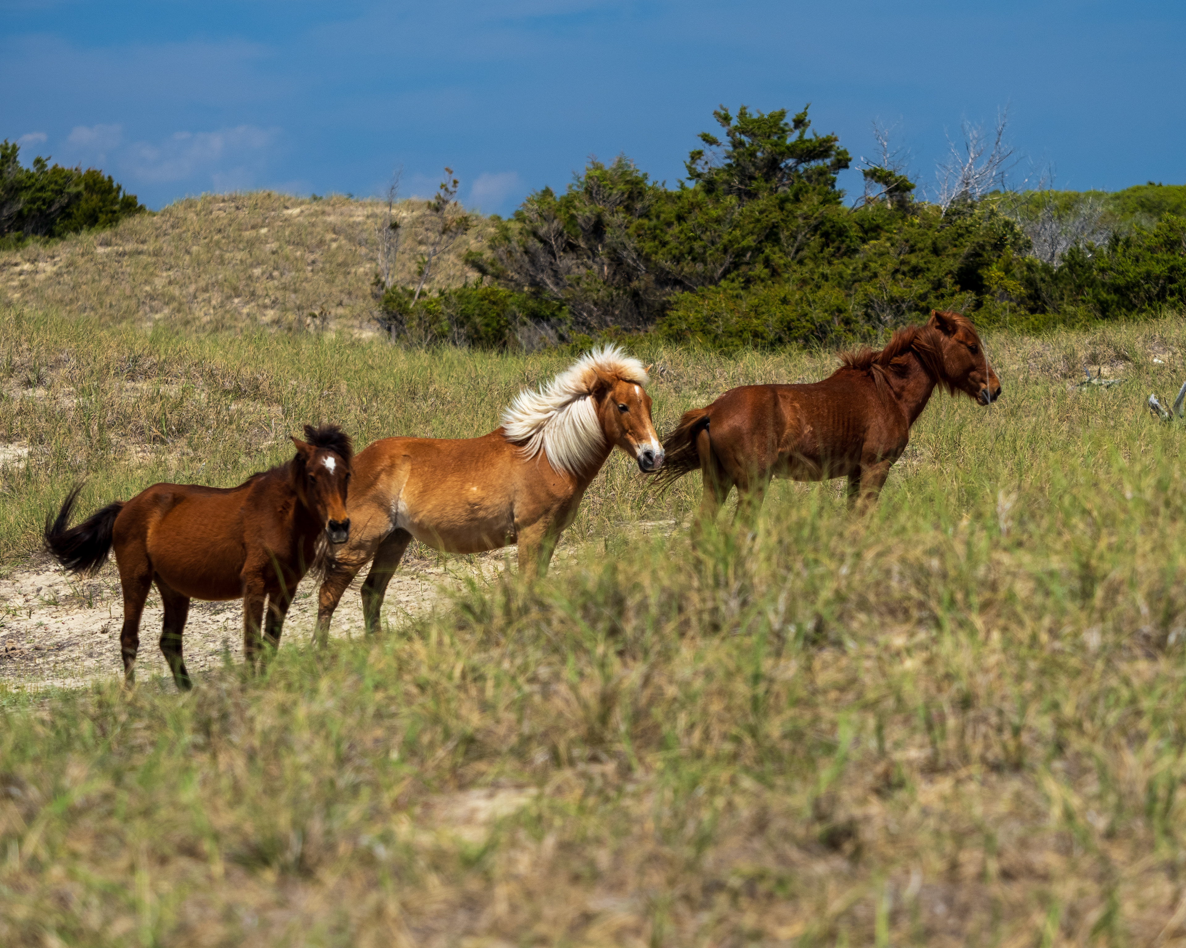 Light brown Dam (center) with blond main with her 2 yearlings. Shackleford Banks, NC