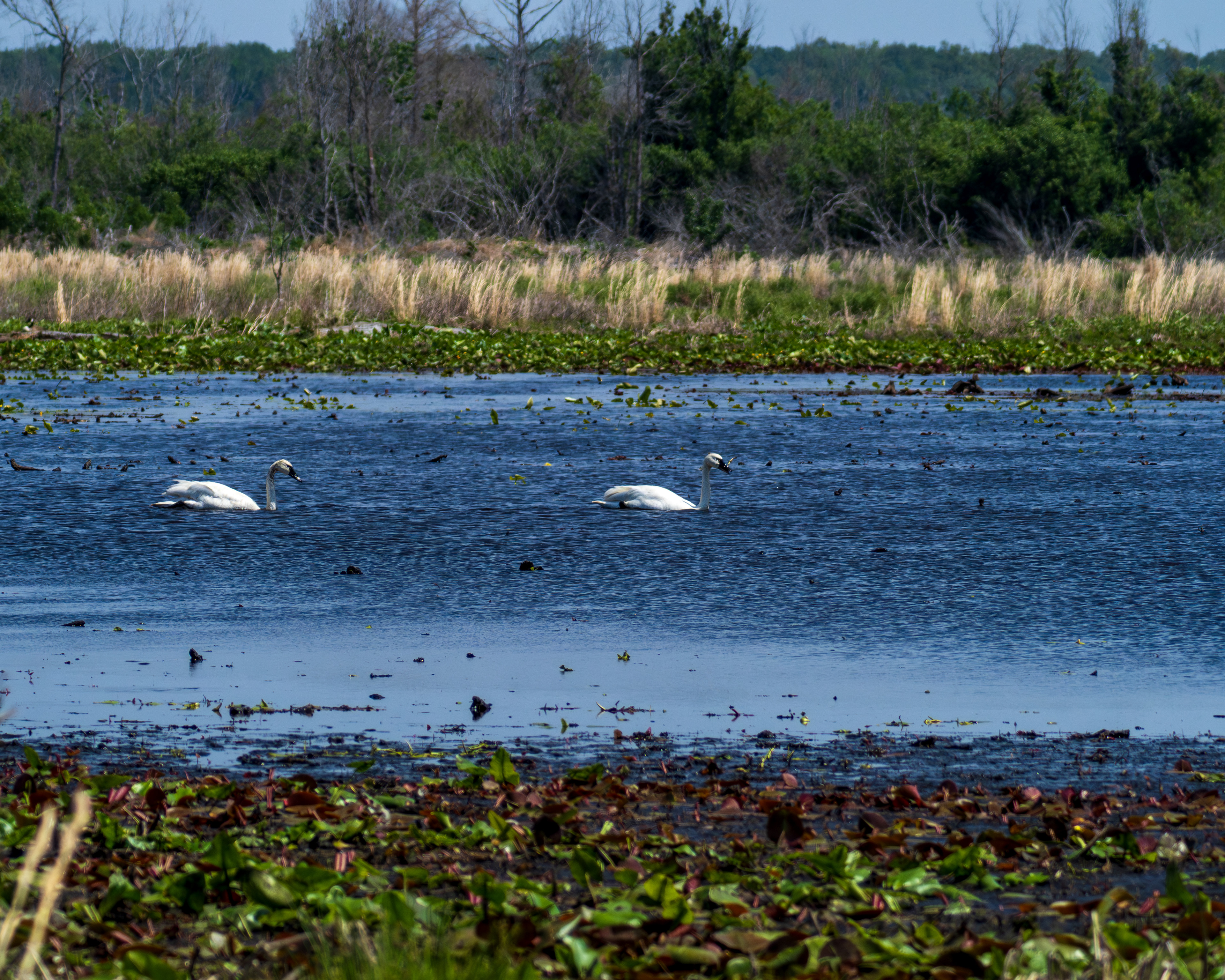 Tundra Swans in Pocosin Lakes National Wildlife Refuge