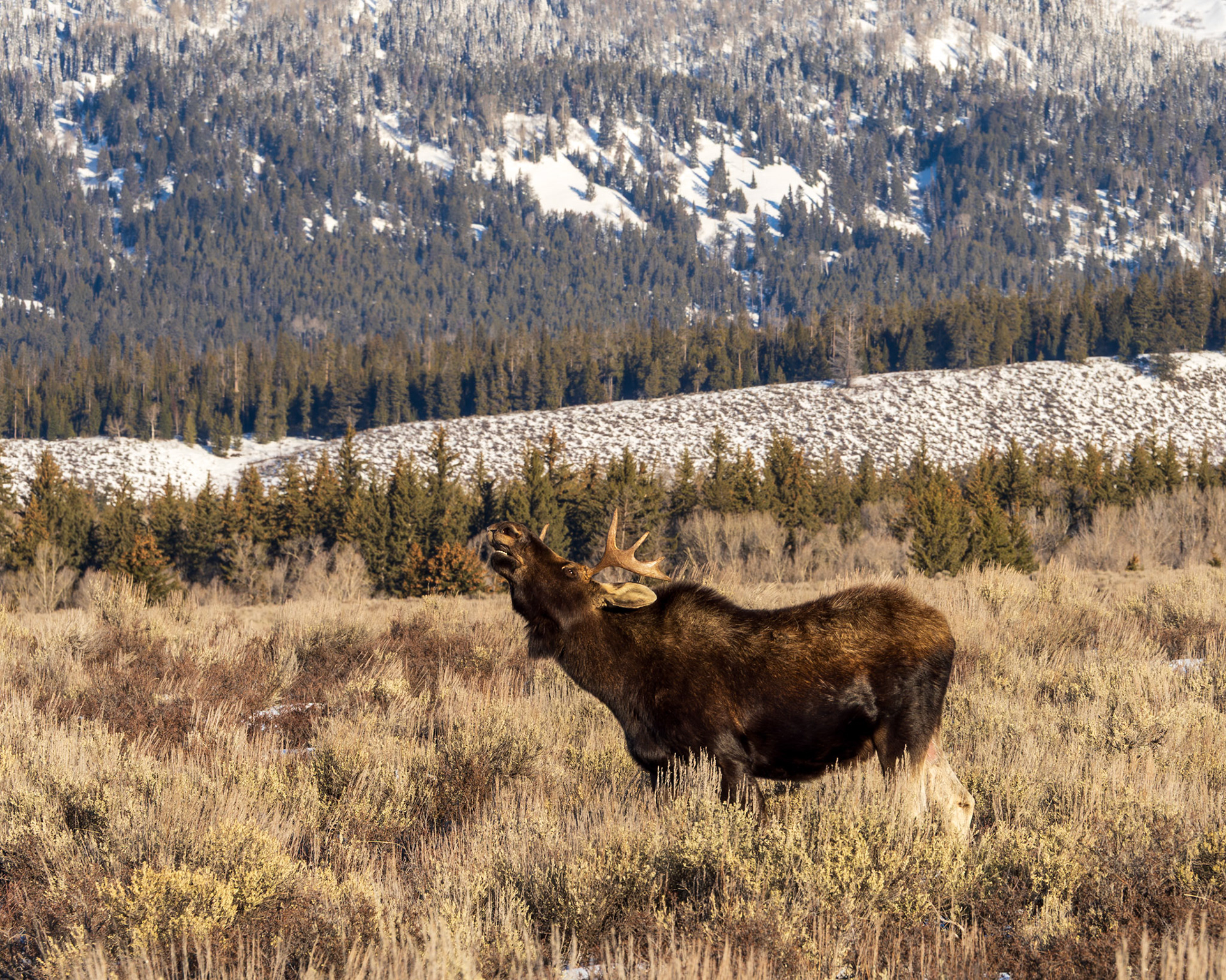 Moose in Grand Teton National Park, WY